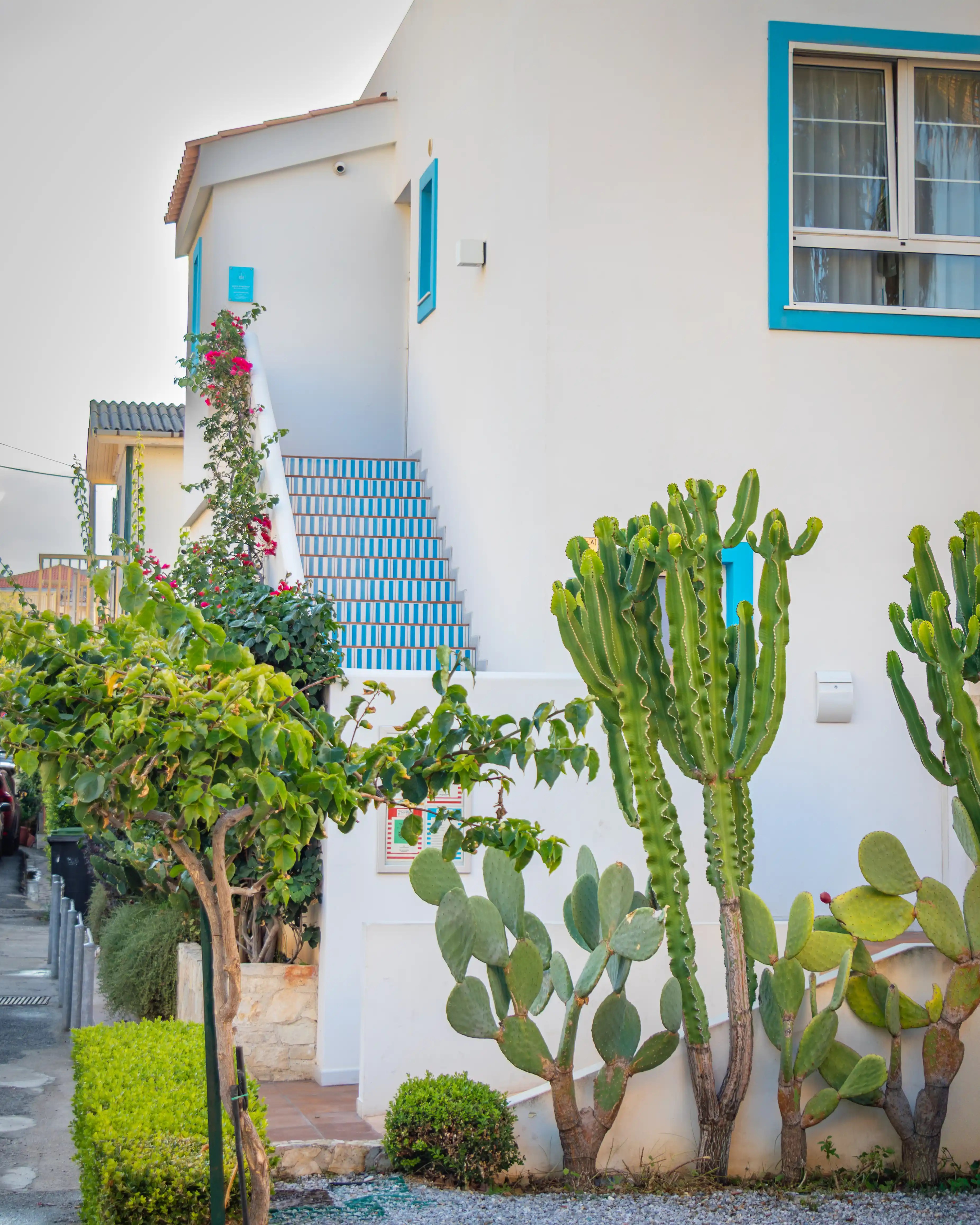 A white building with blue-trimmed windows and stairs is surrounded by cacti and small plants.