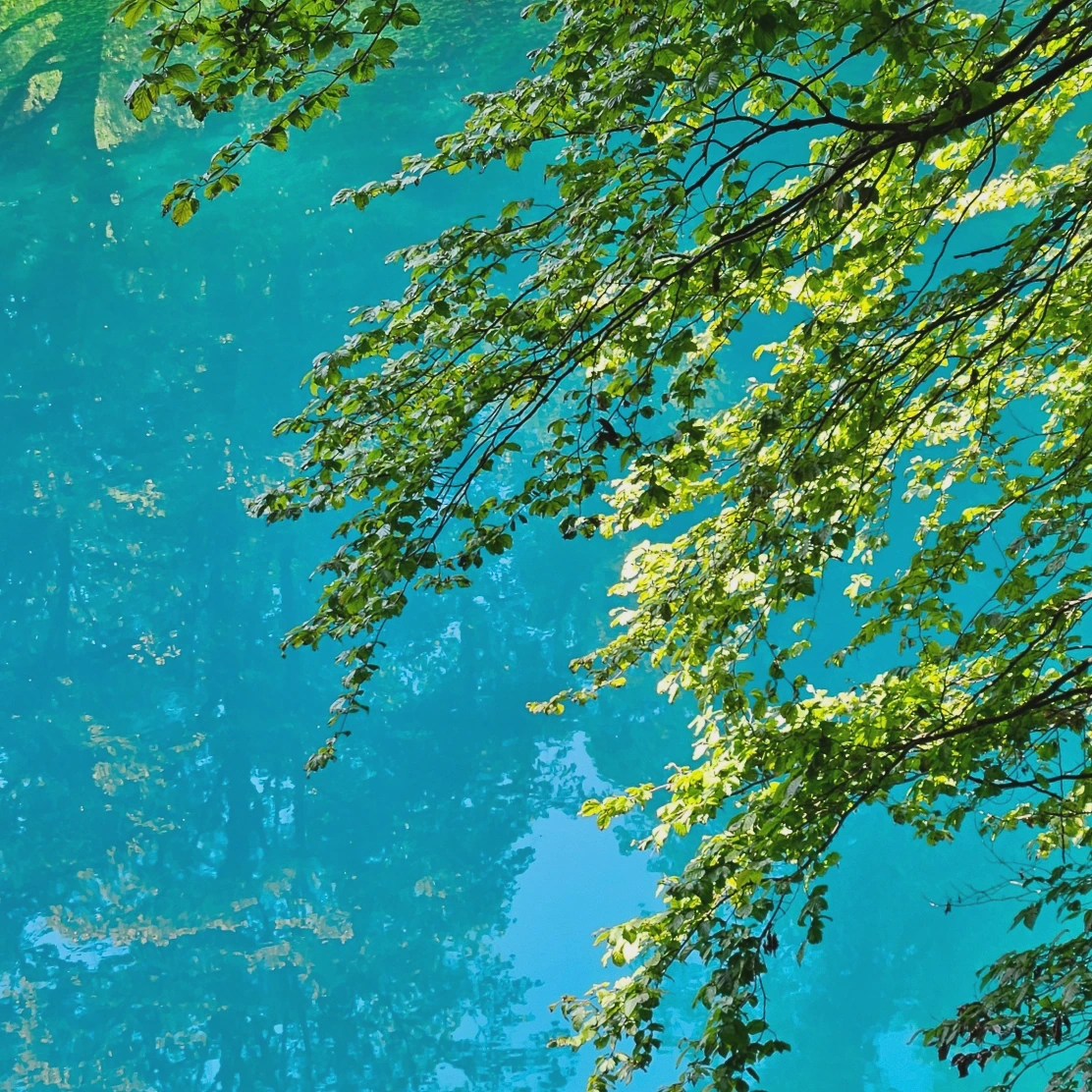 Sunlit green leaves hang over the bright blue surface of the Blautopf, reflecting softly in the water.