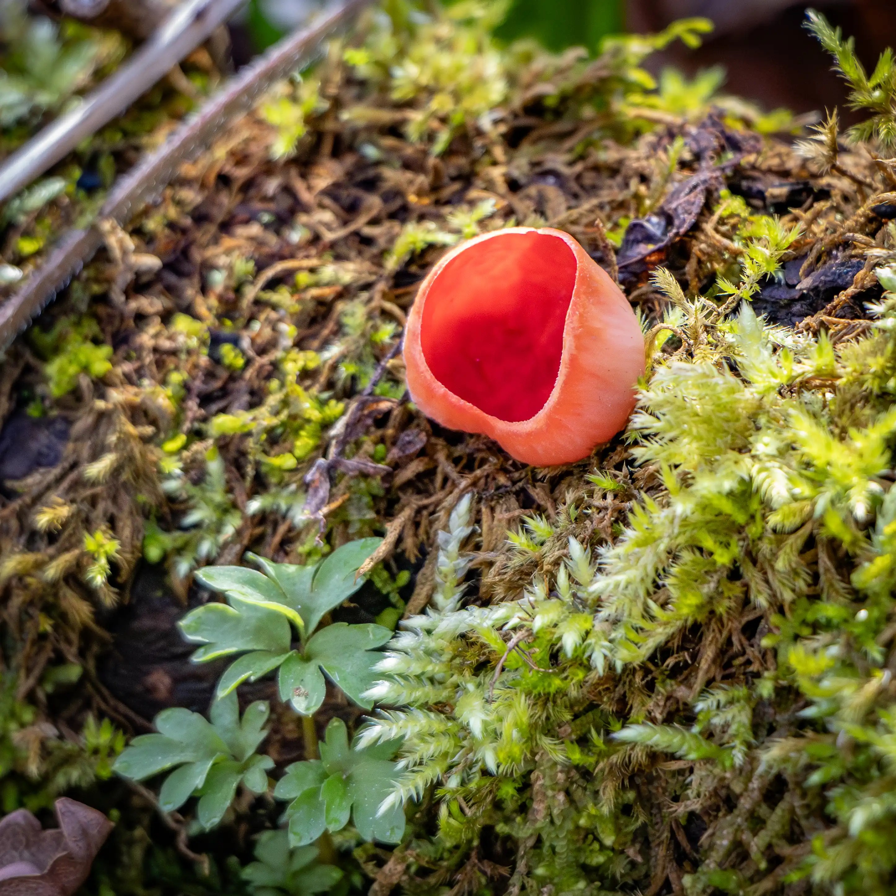 A small red cup-shaped mushroom growing in moss beside tiny green leaves and forest debris.