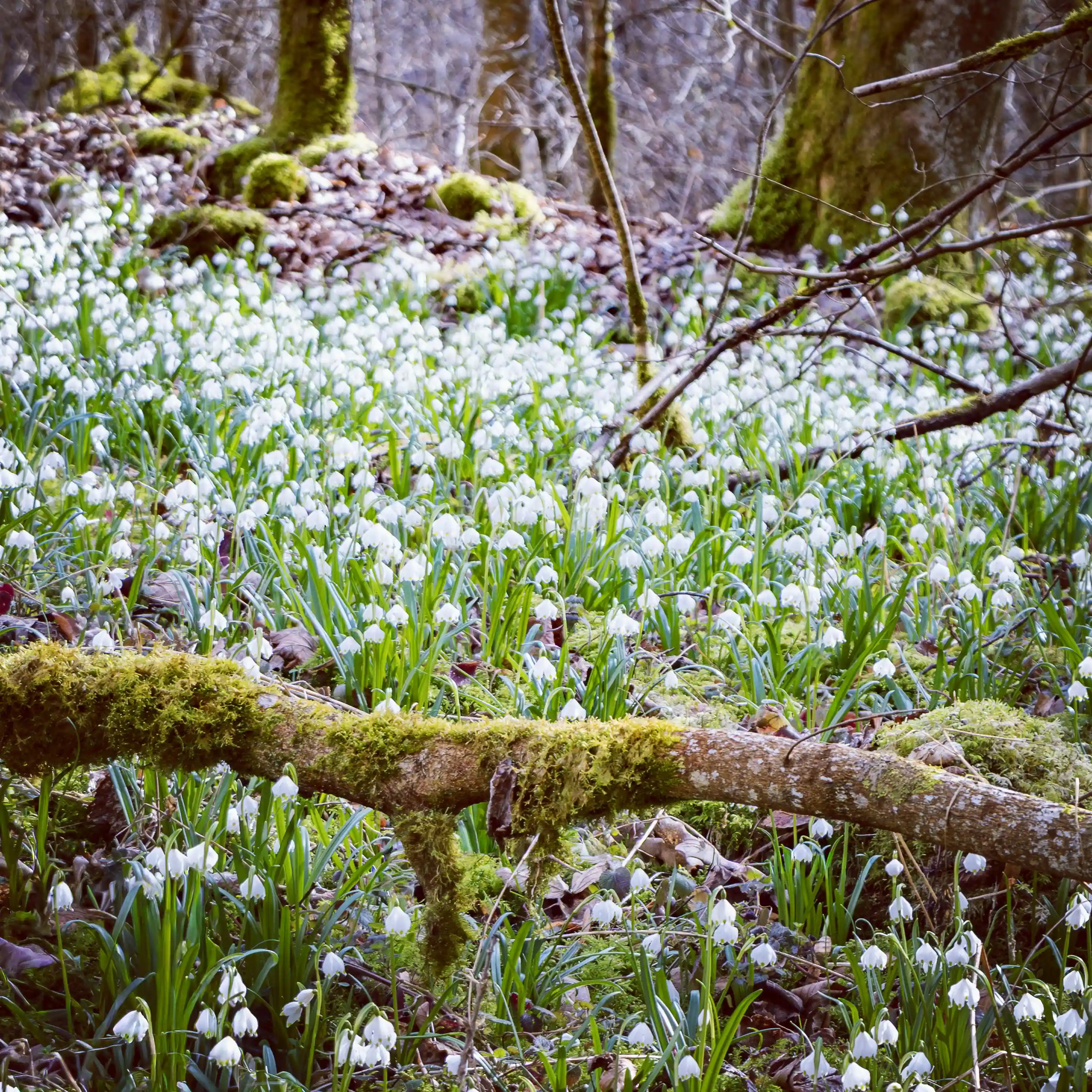 A forest floor covered with many white spring snowflake flowers growing among moss and fallen branches.