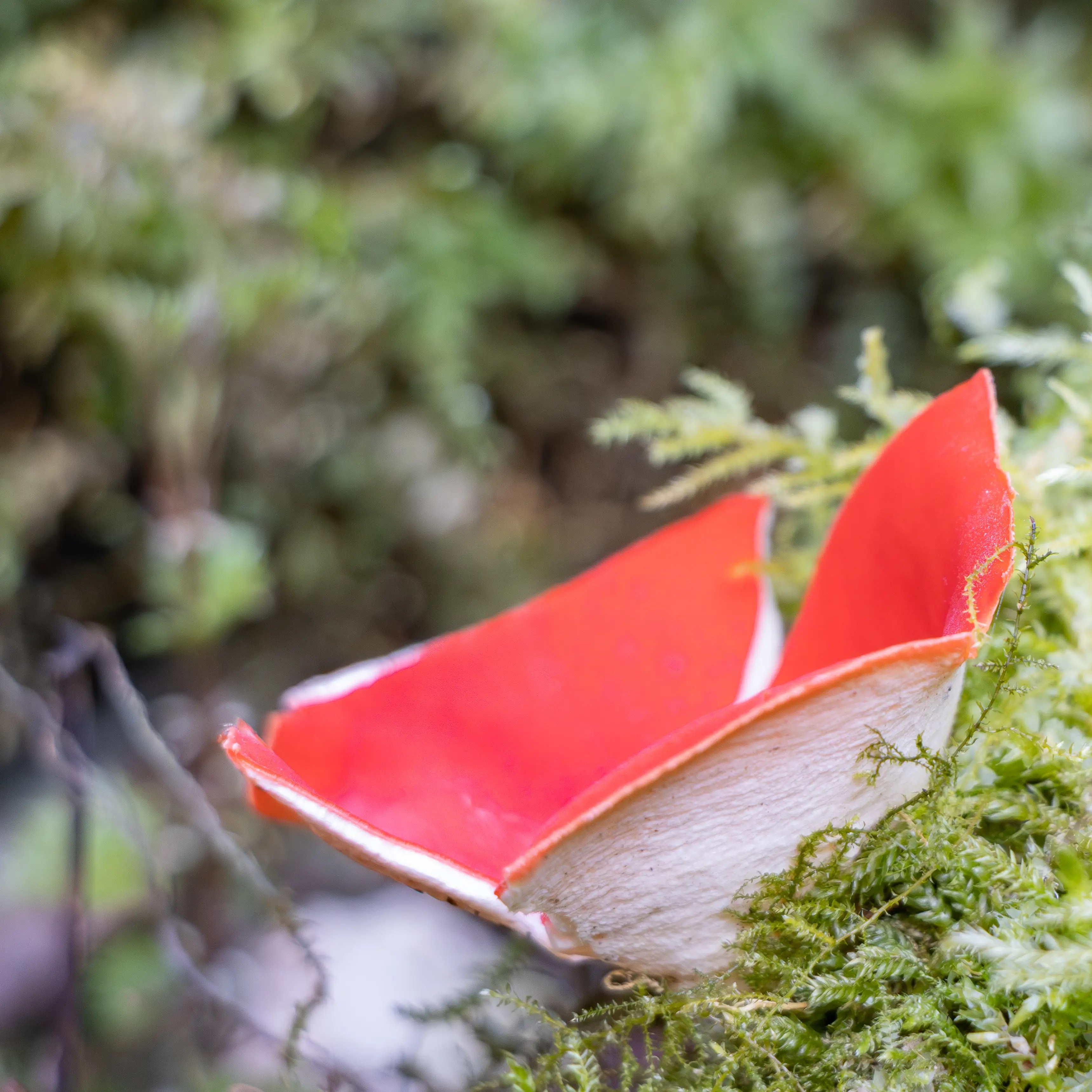 A red cup-shaped mushroom with a pale outer surface growing from moss on the forest floor.