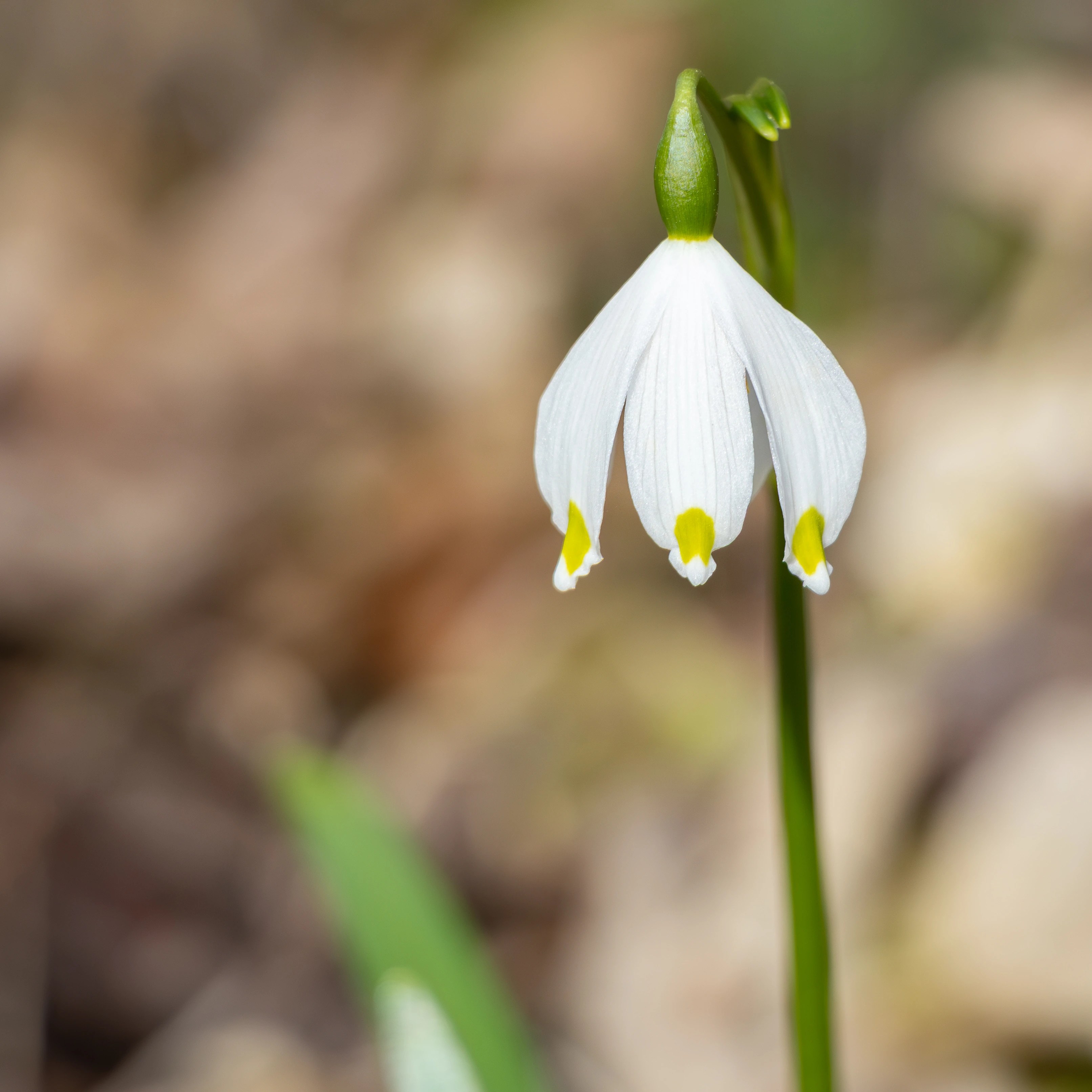 A single white spring snowflake flower hanging from a slender green stem against a blurred forest floor background.