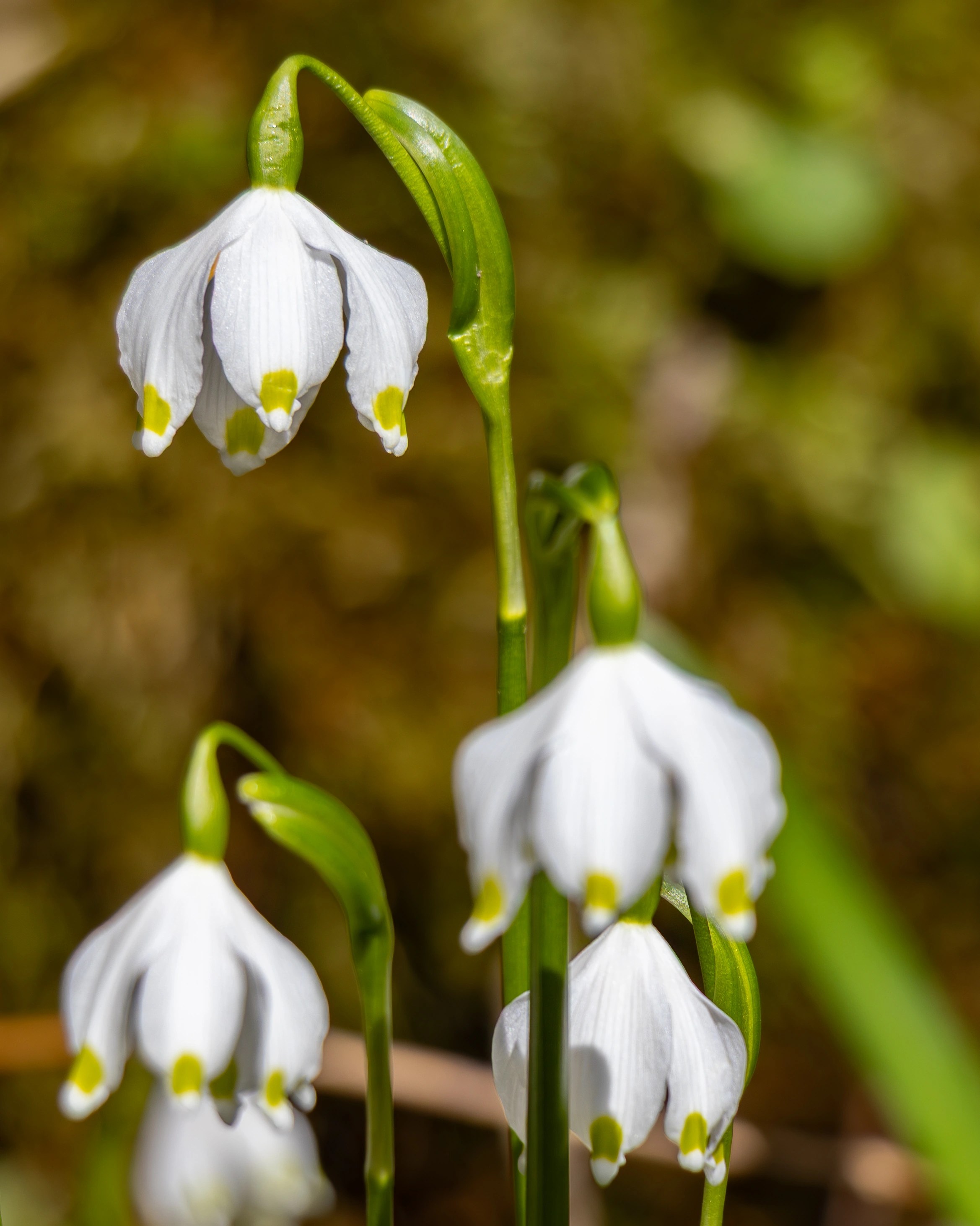 Several white spring snowflake flowers with green-tipped petals hanging from slender stems.