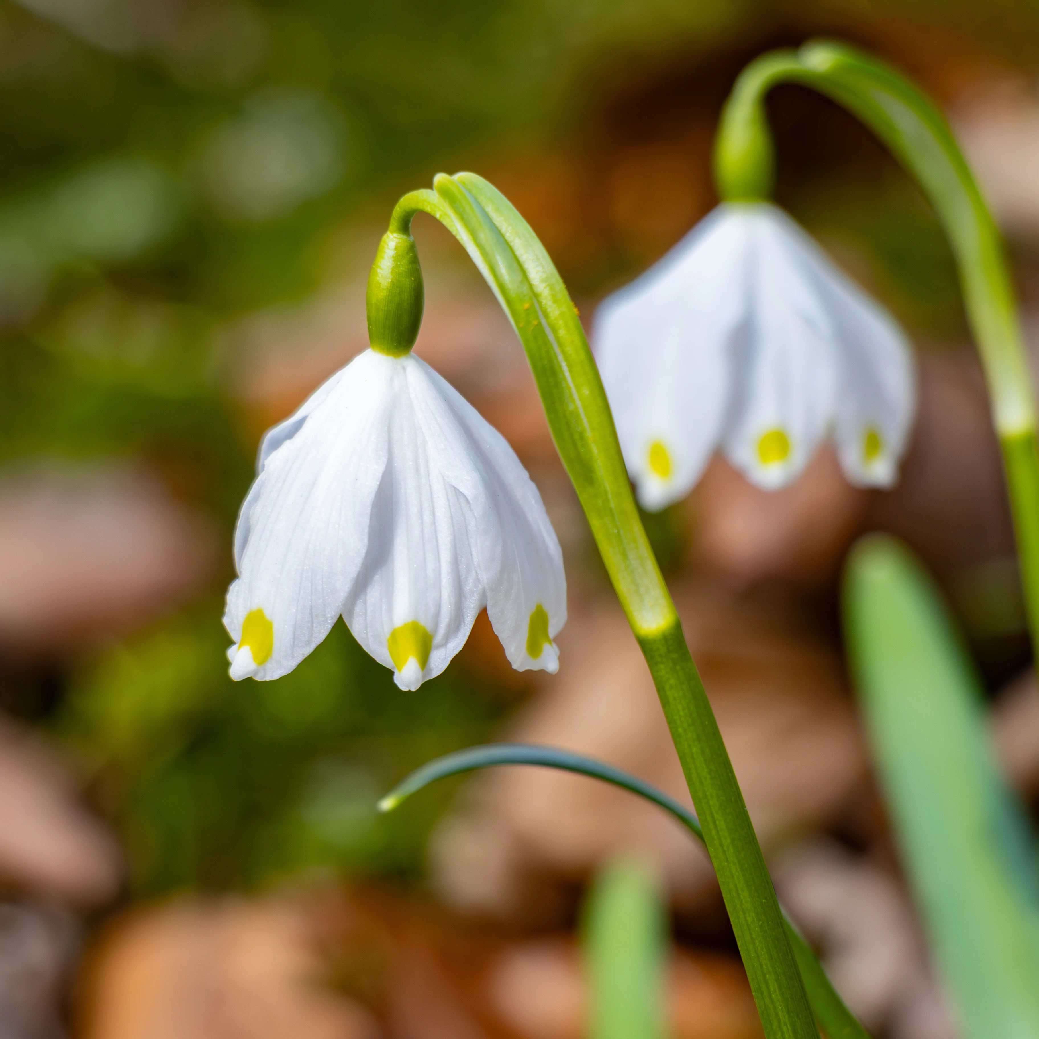 Two white bell-shaped spring snowflake flowers hanging from curved green stems.
