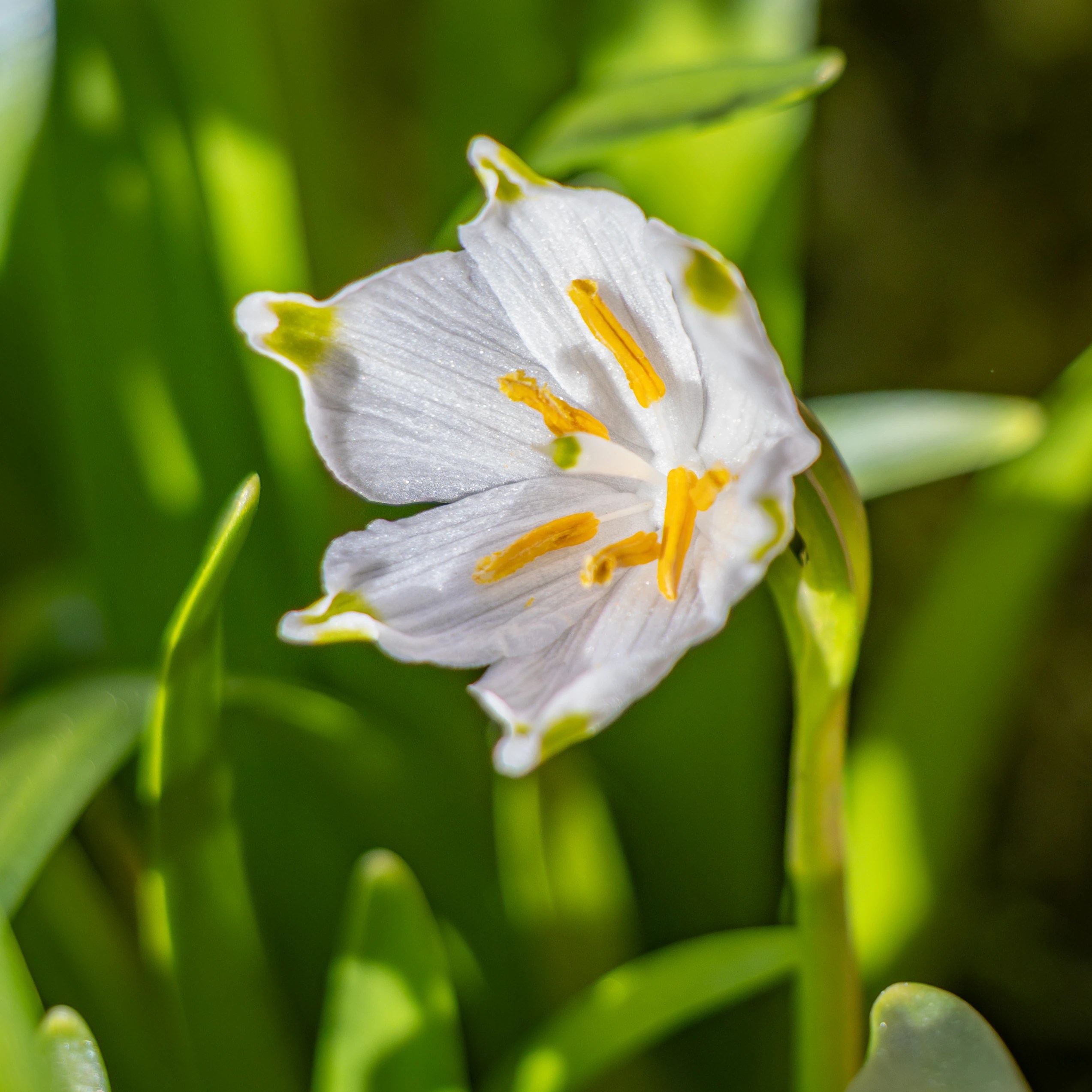 A white spring snowflake flower viewed from above showing yellow stamens in the center.