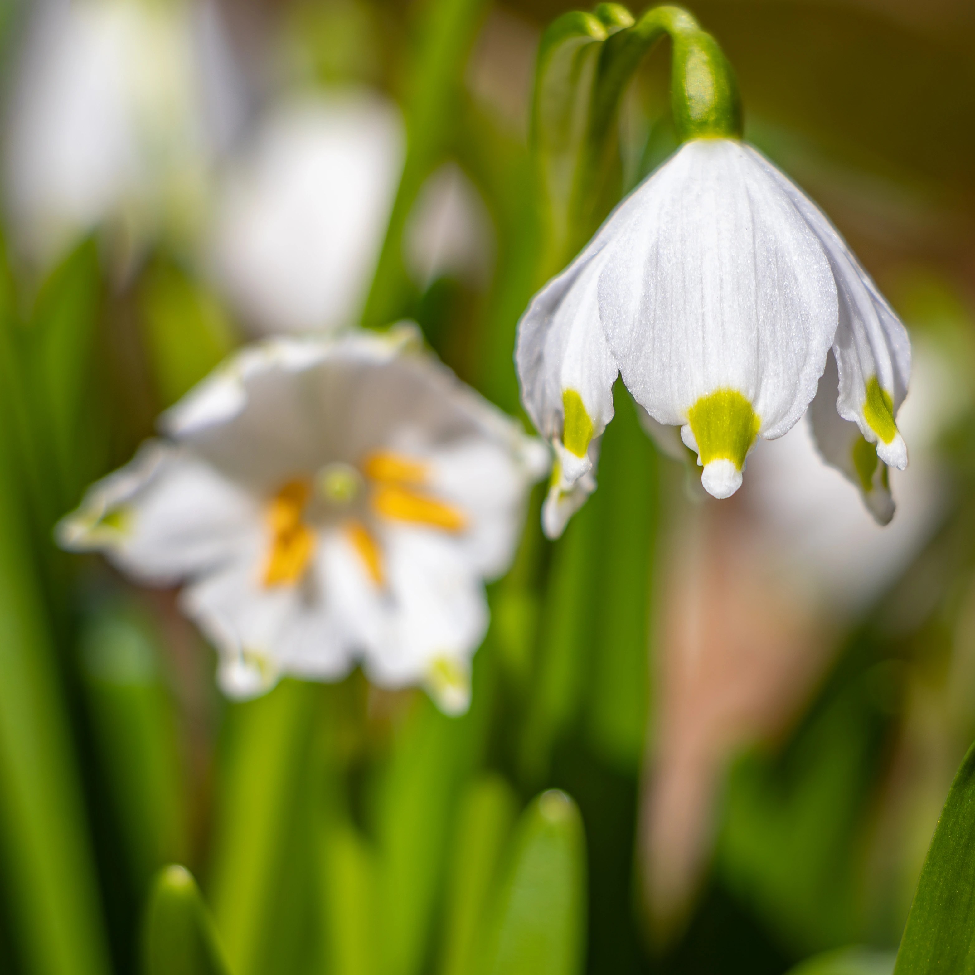 Two spring snowflake flowers, one in focus and one blurred in the background.