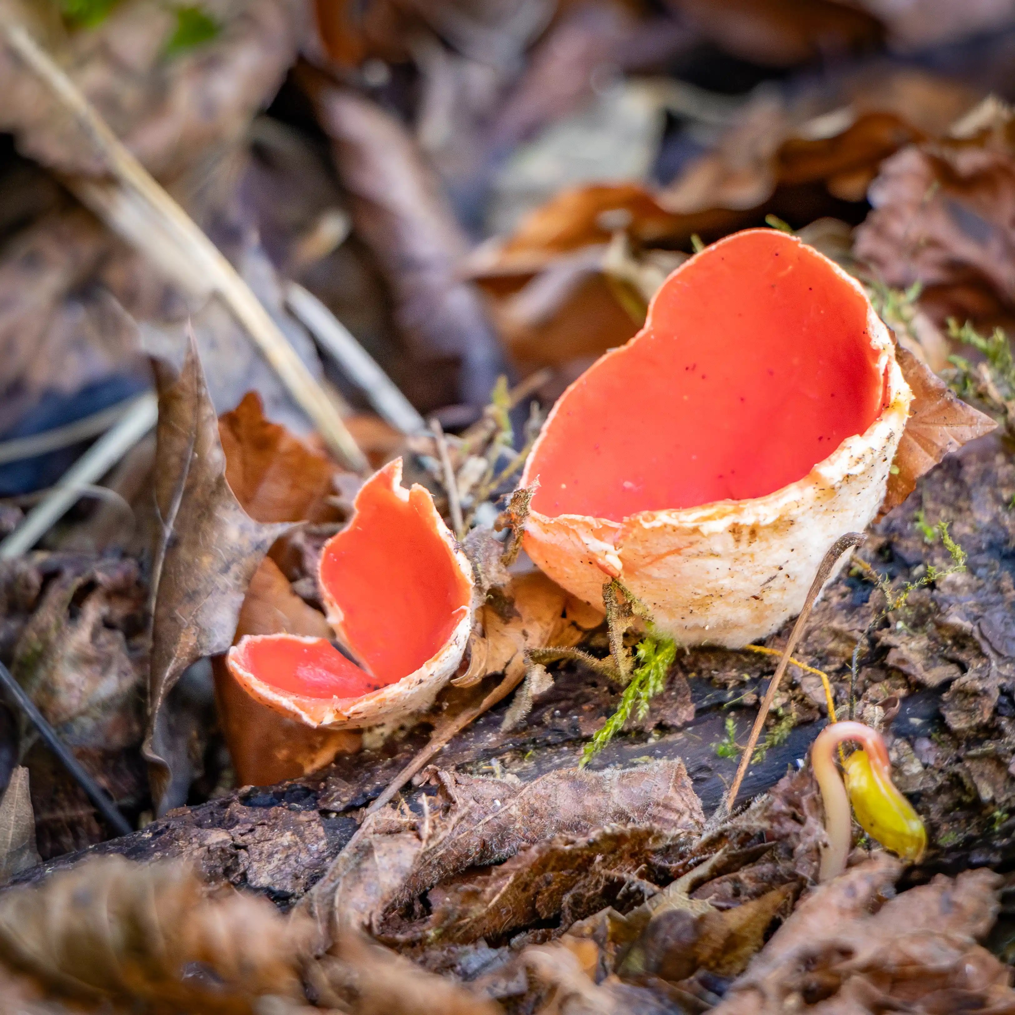 Two red cup-shaped mushrooms growing from a piece of decaying wood among dry leaves.
