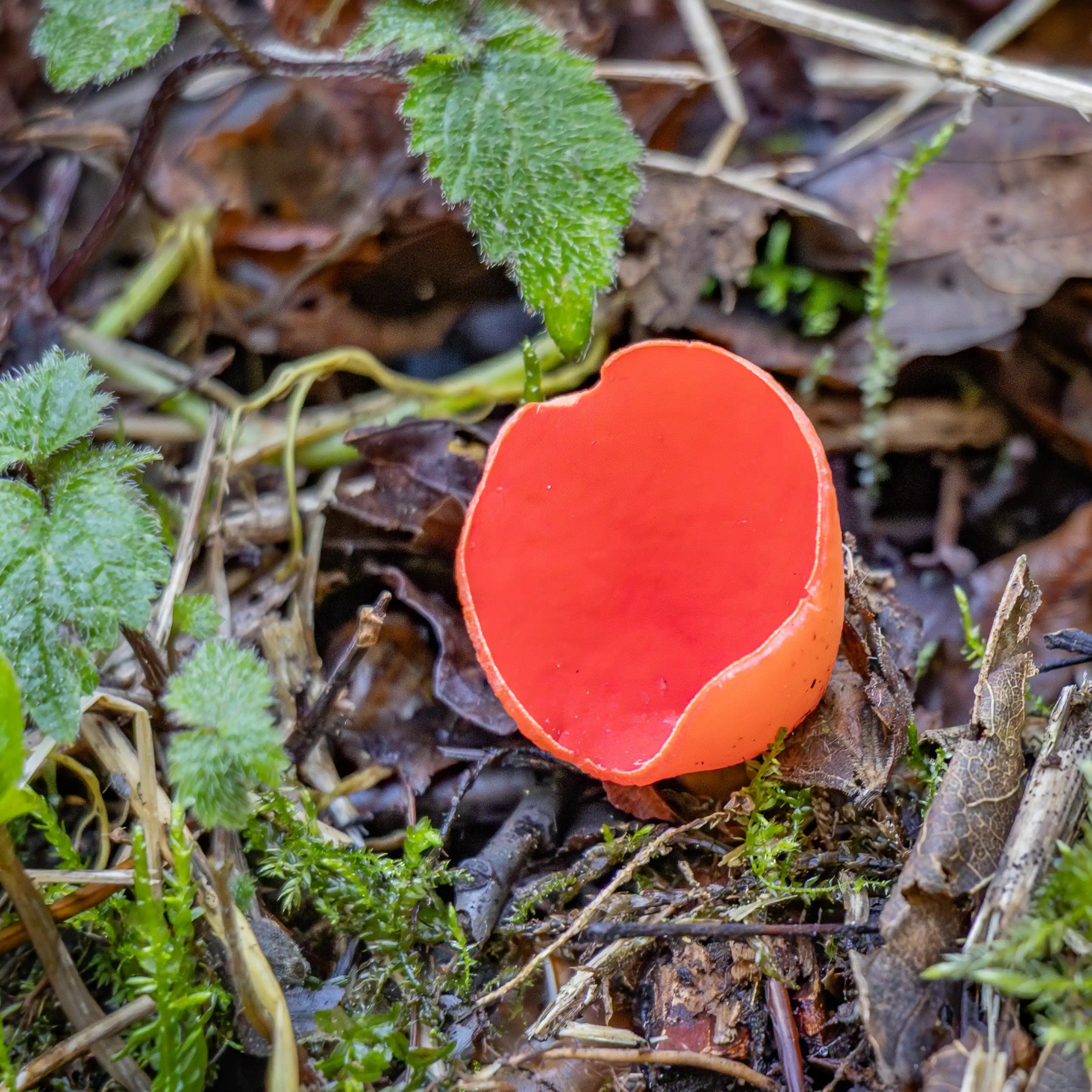 A red cup-shaped mushroom growing among small green plants and forest debris.