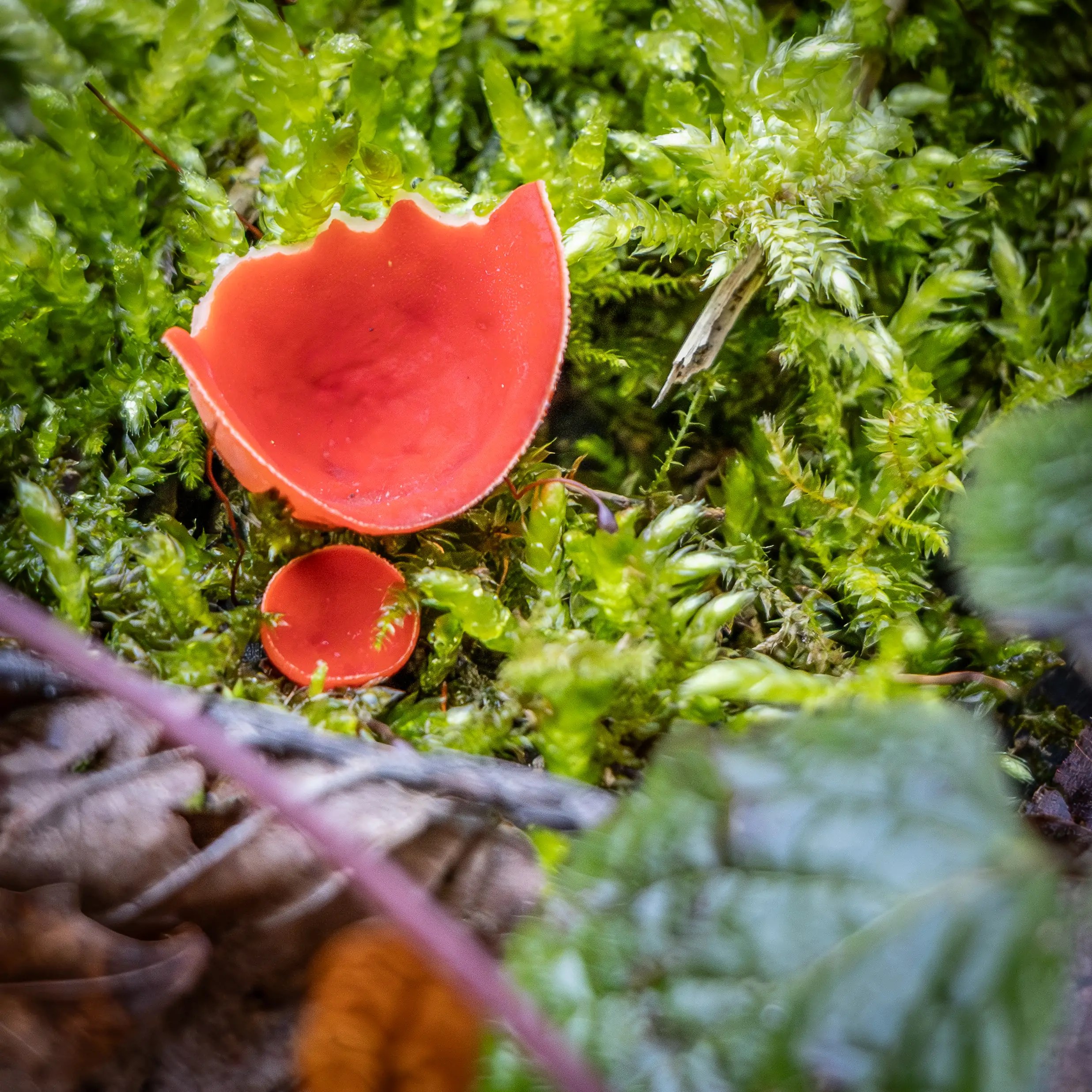 Two red cup-shaped mushrooms growing among moss and small plants on the forest floor.