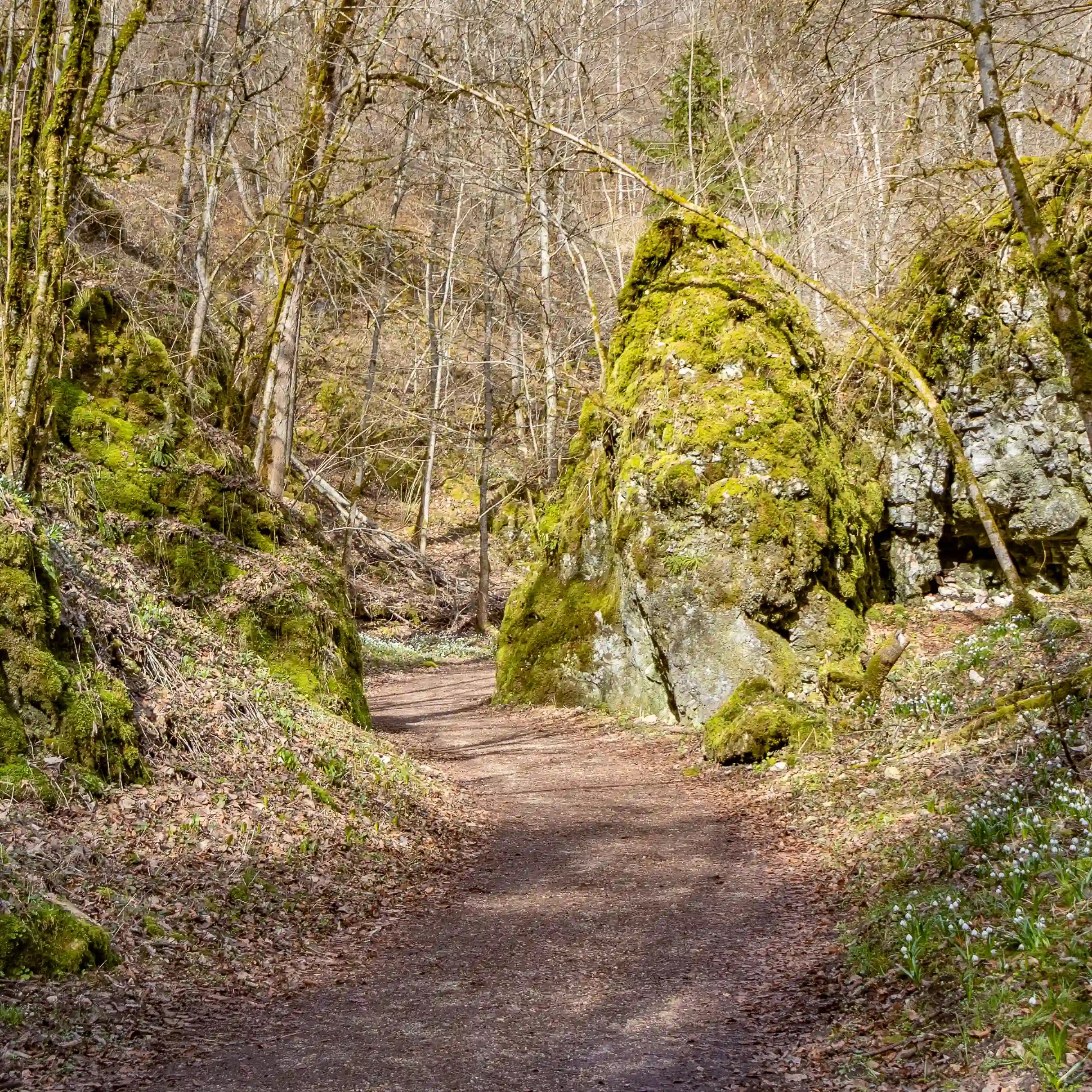 A forest trail passing between moss-covered rock formations and leafless trees.