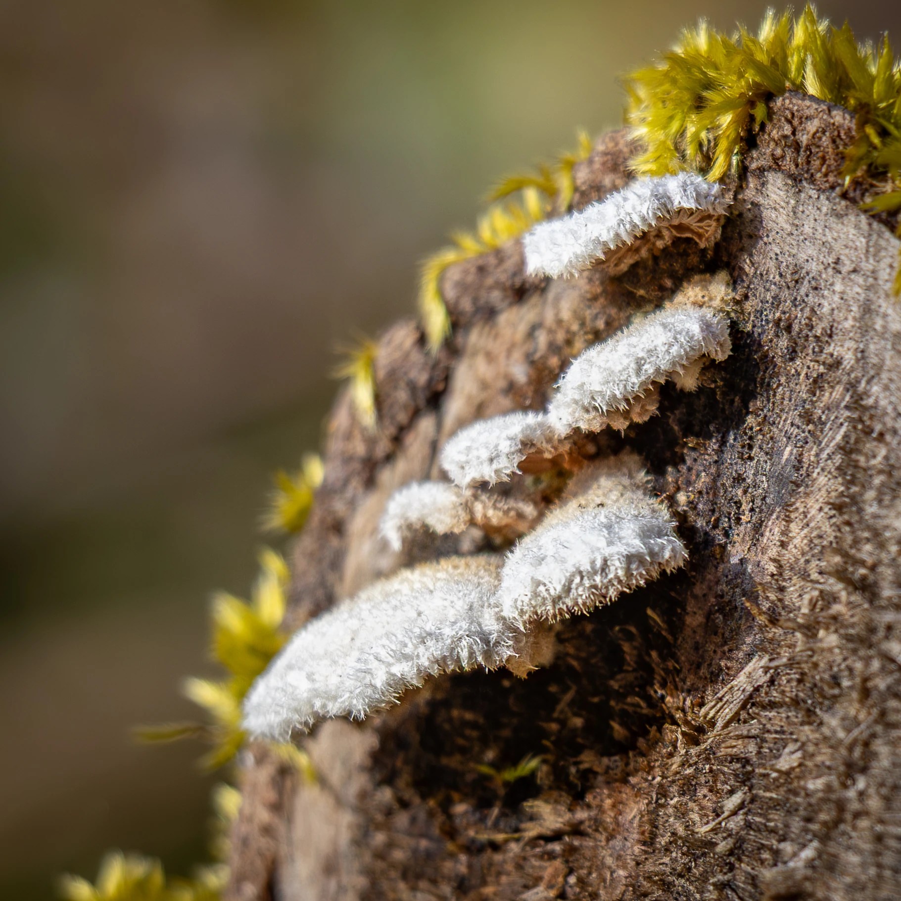 White bracket-shaped fungi growing in layered rows along the edge of a tree trunk covered with moss.