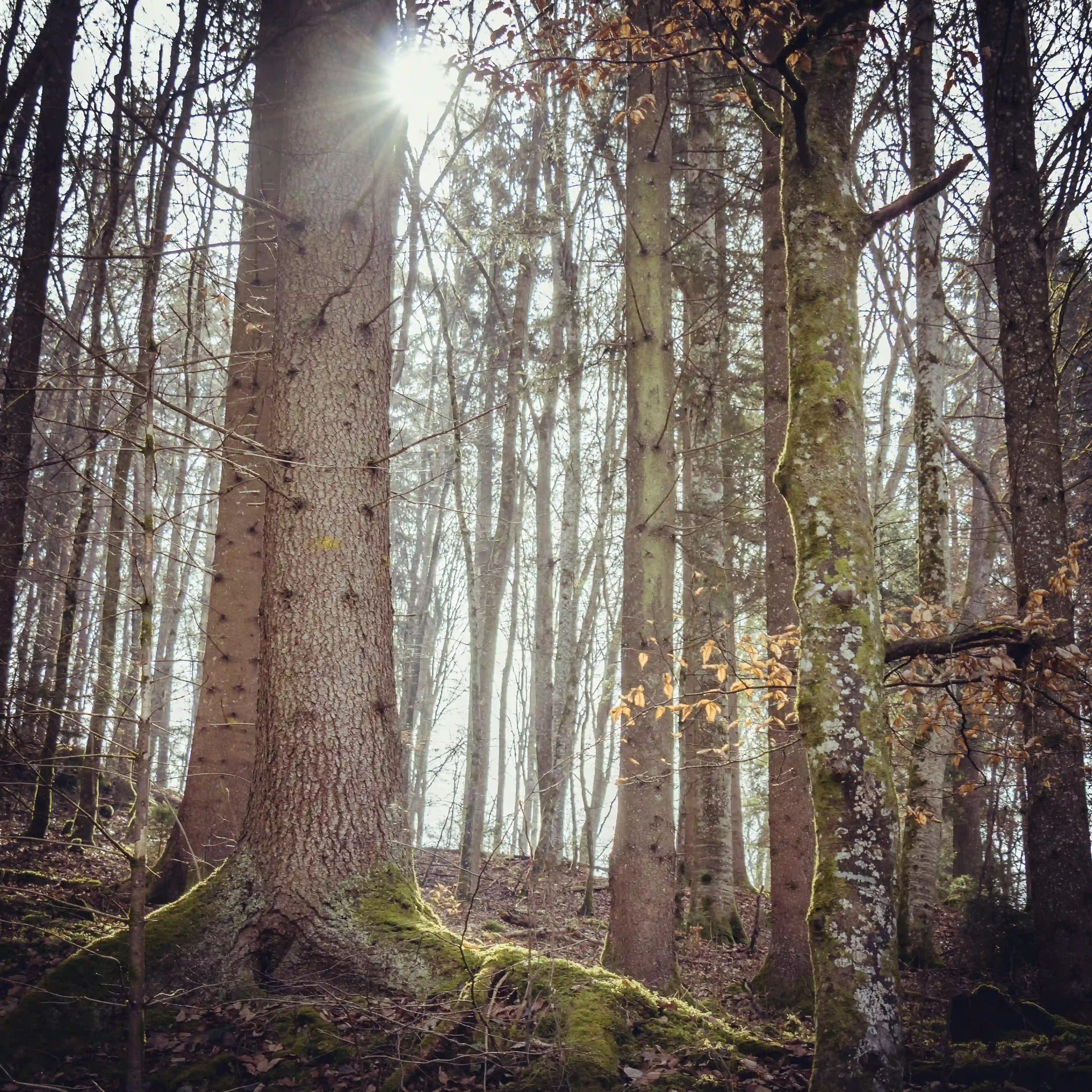 Sunlight shining through tall trees in a forest with moss-covered ground and scattered leaves.