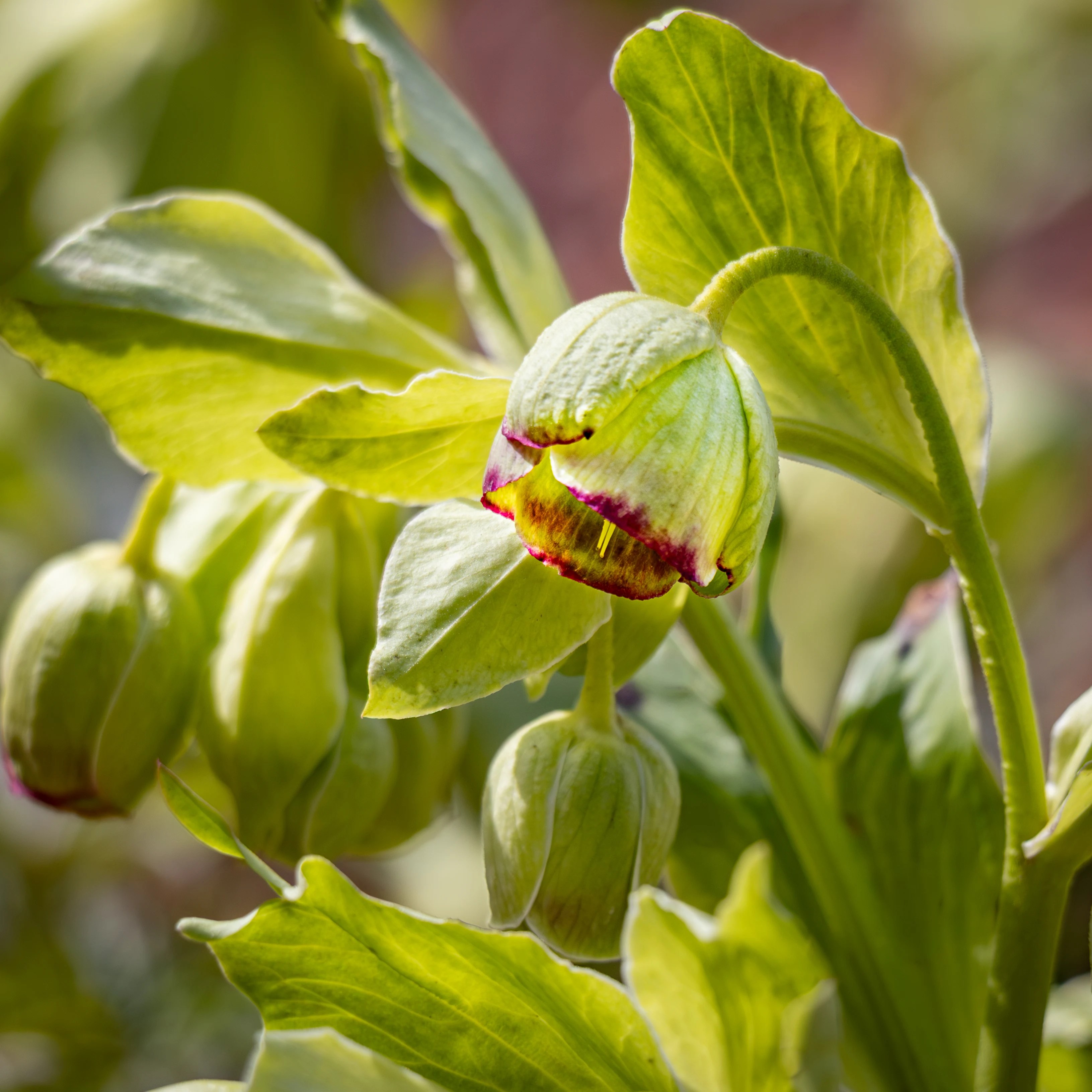 A pale green hellebore flower with reddish edges on the petals surrounded by large green leaves.