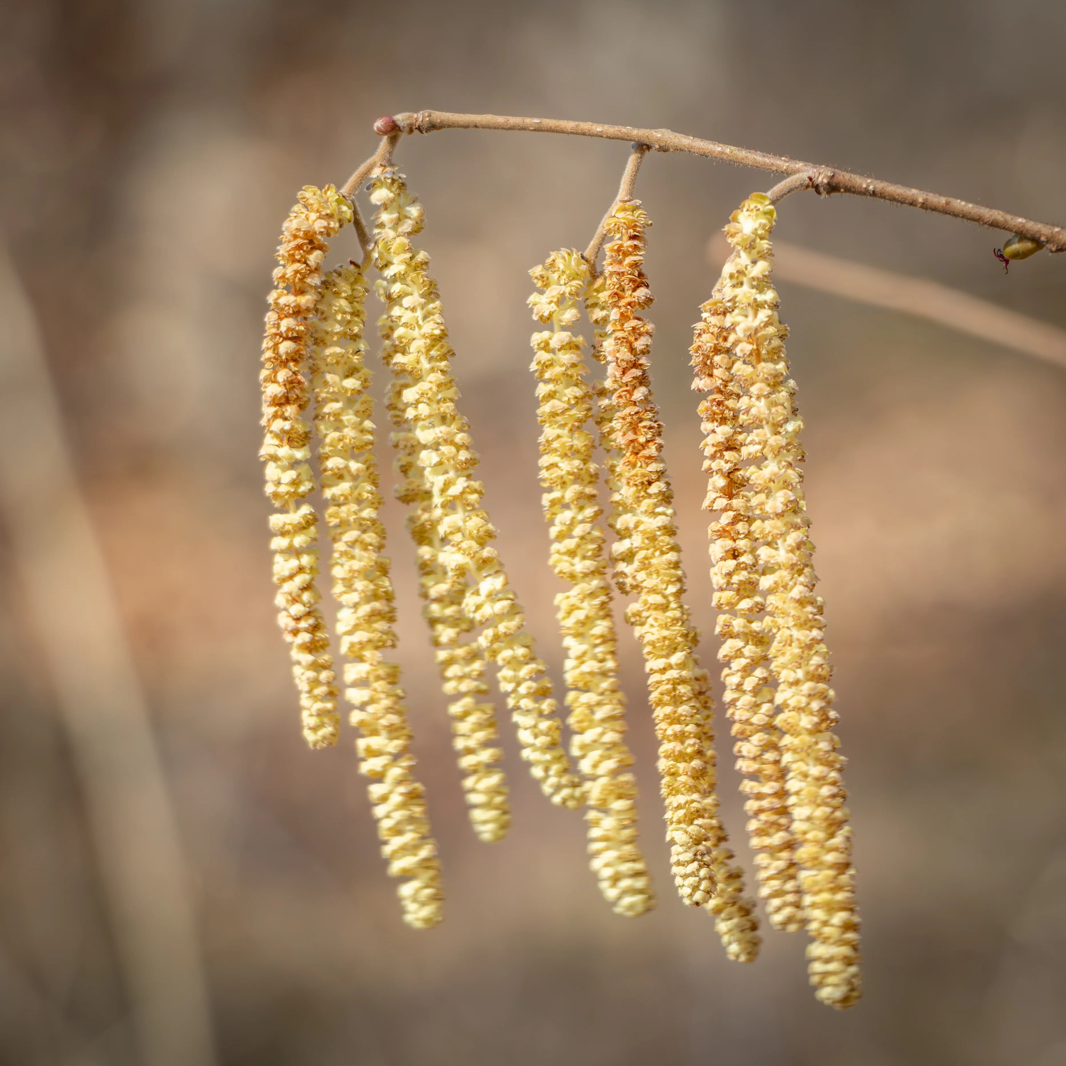 Several long yellow catkins hanging from a thin branch.