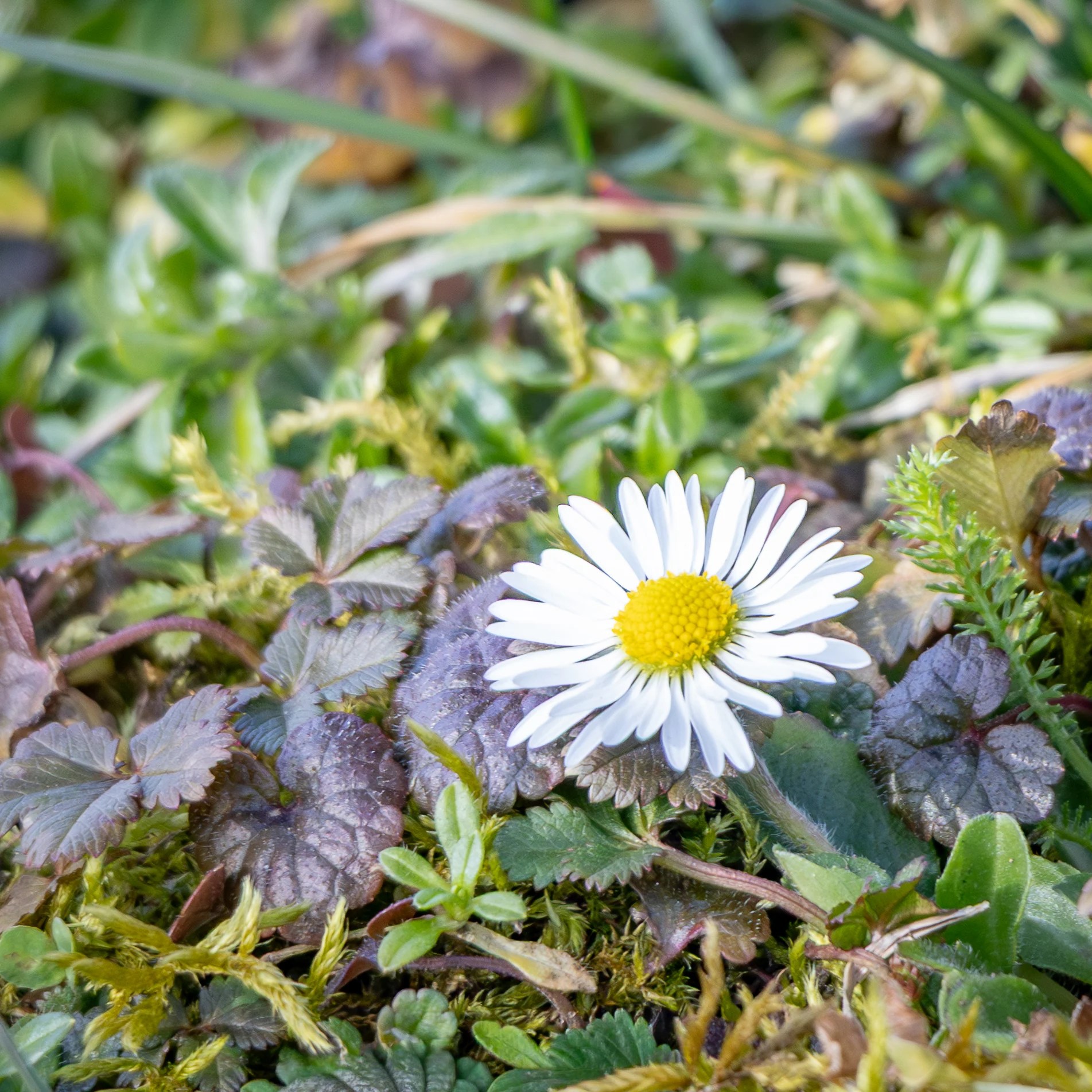 A single white daisy with a yellow center growing among low green plants and leaves on the ground.