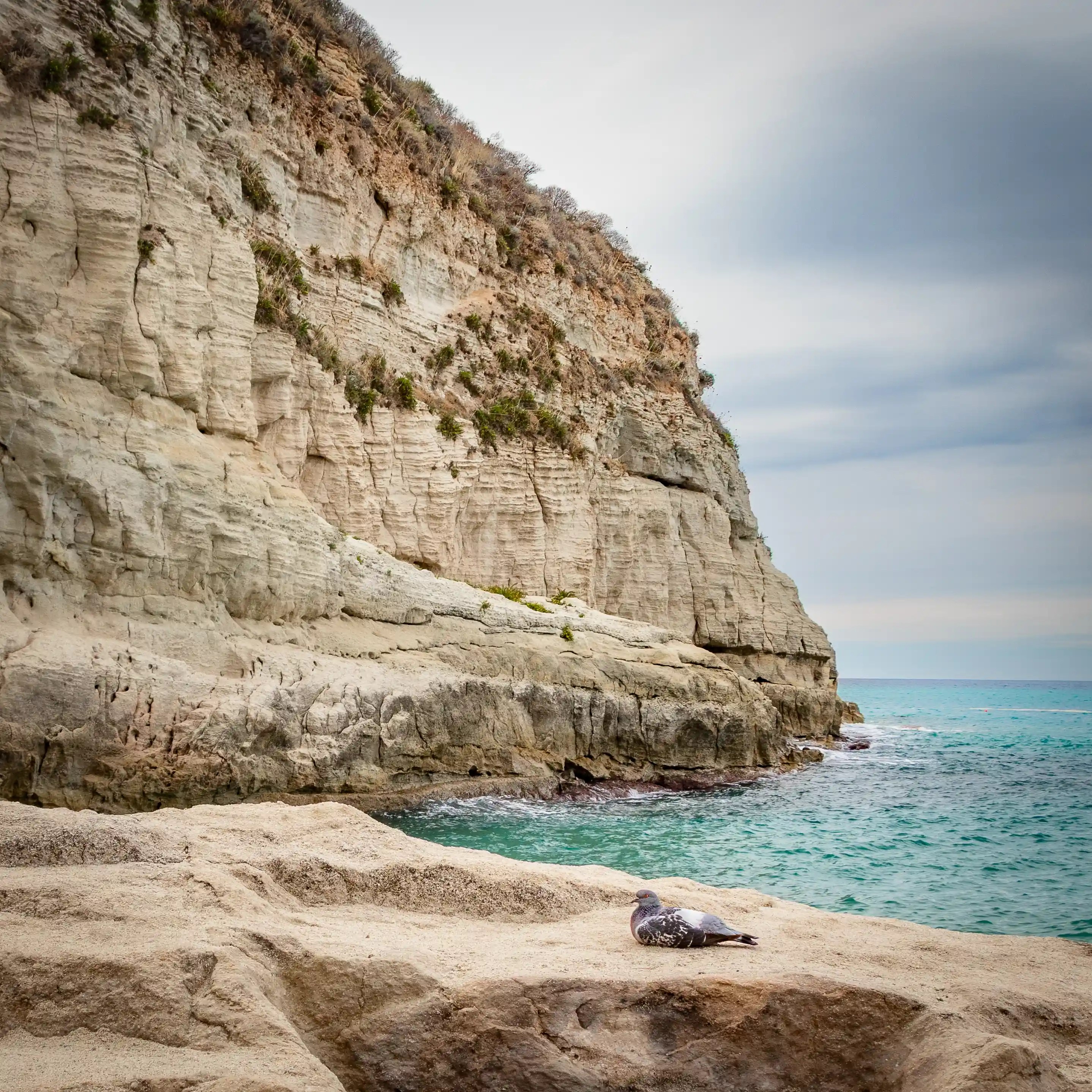A pigeon resting on a rock ledge with steep layered cliffs and the sea in the background.