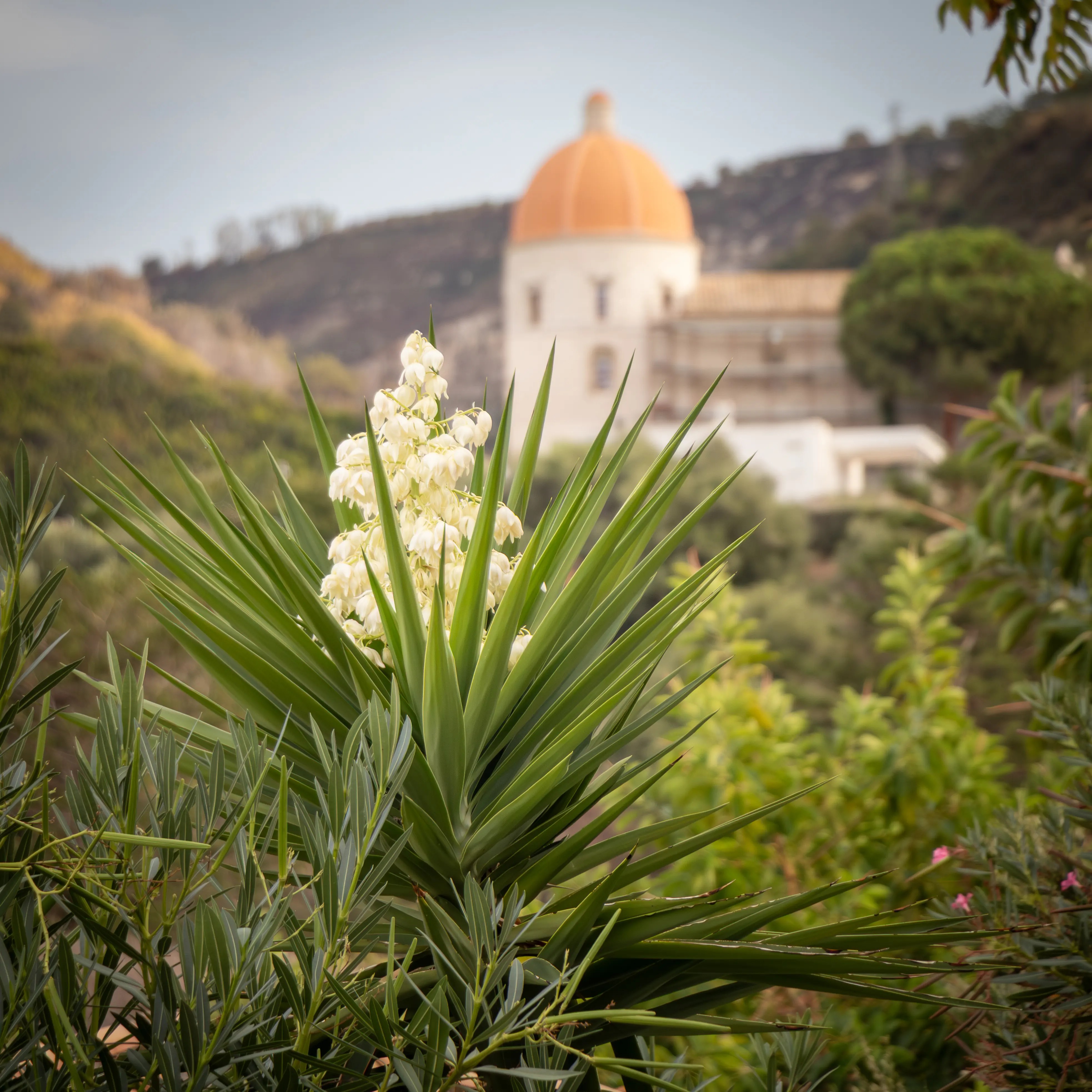 Green spiky plant with white flowers in the foreground and a building with an orange dome in the background.