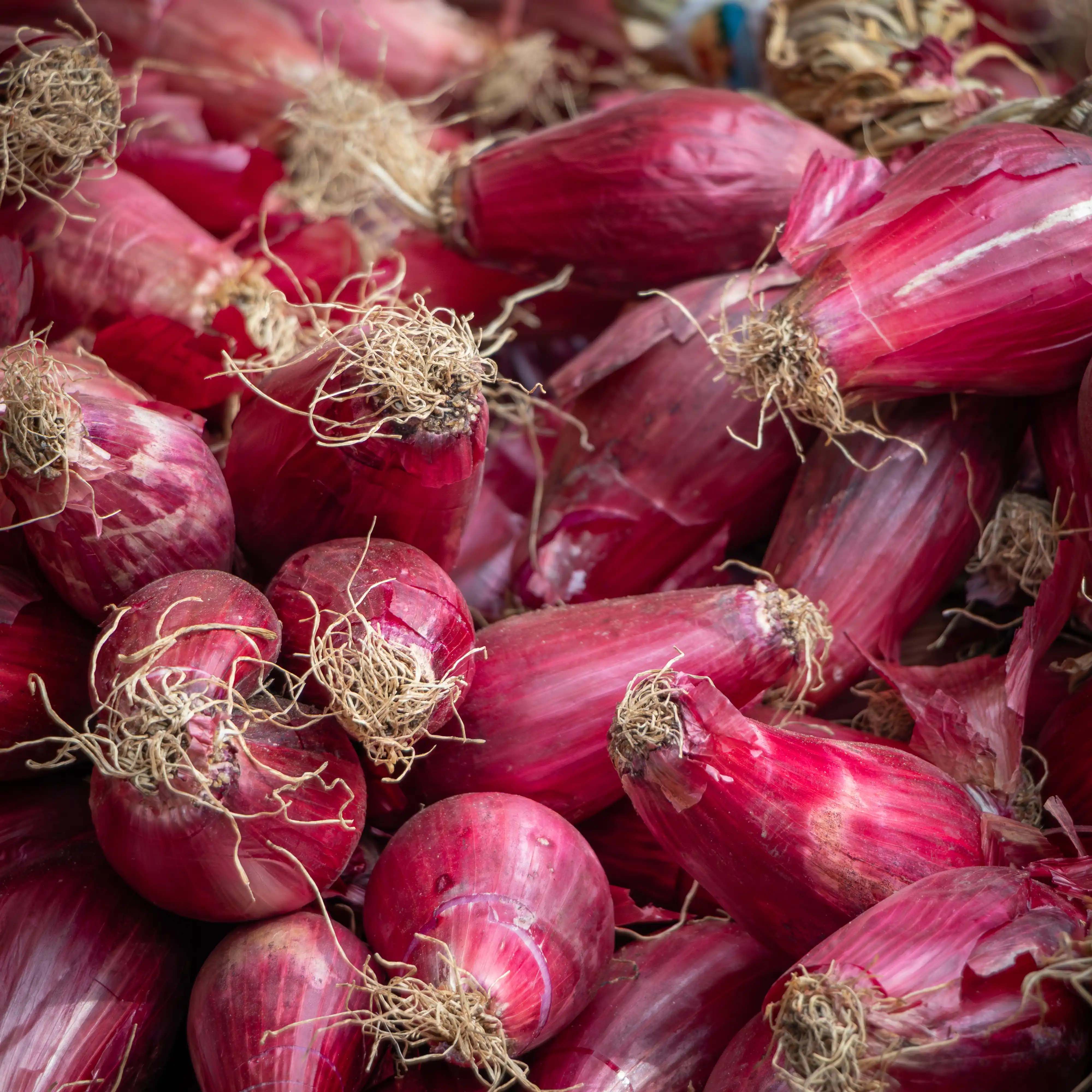 Close-up of red onions with roots attached piled together.