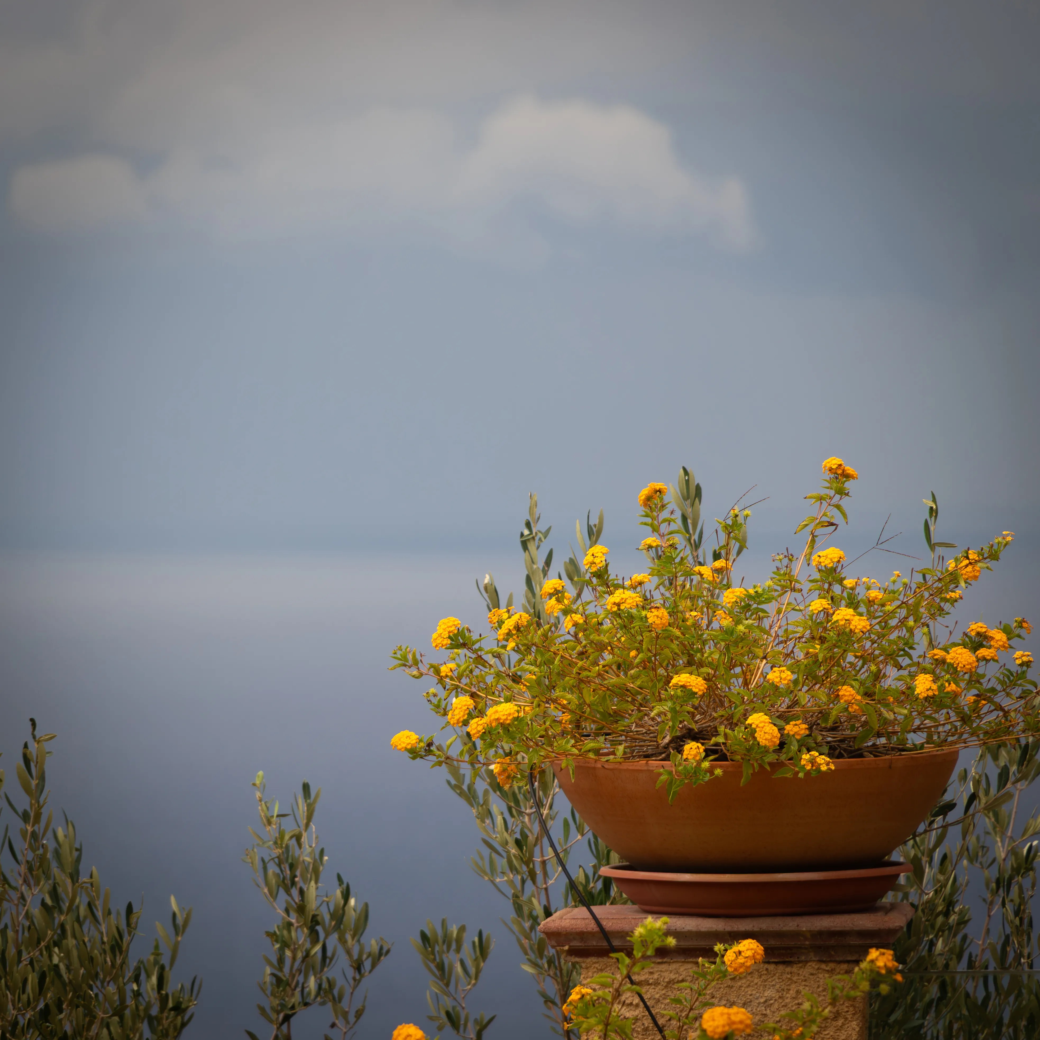 Terracotta pot with yellow flowers on a ledge with the sea blurred in the background.