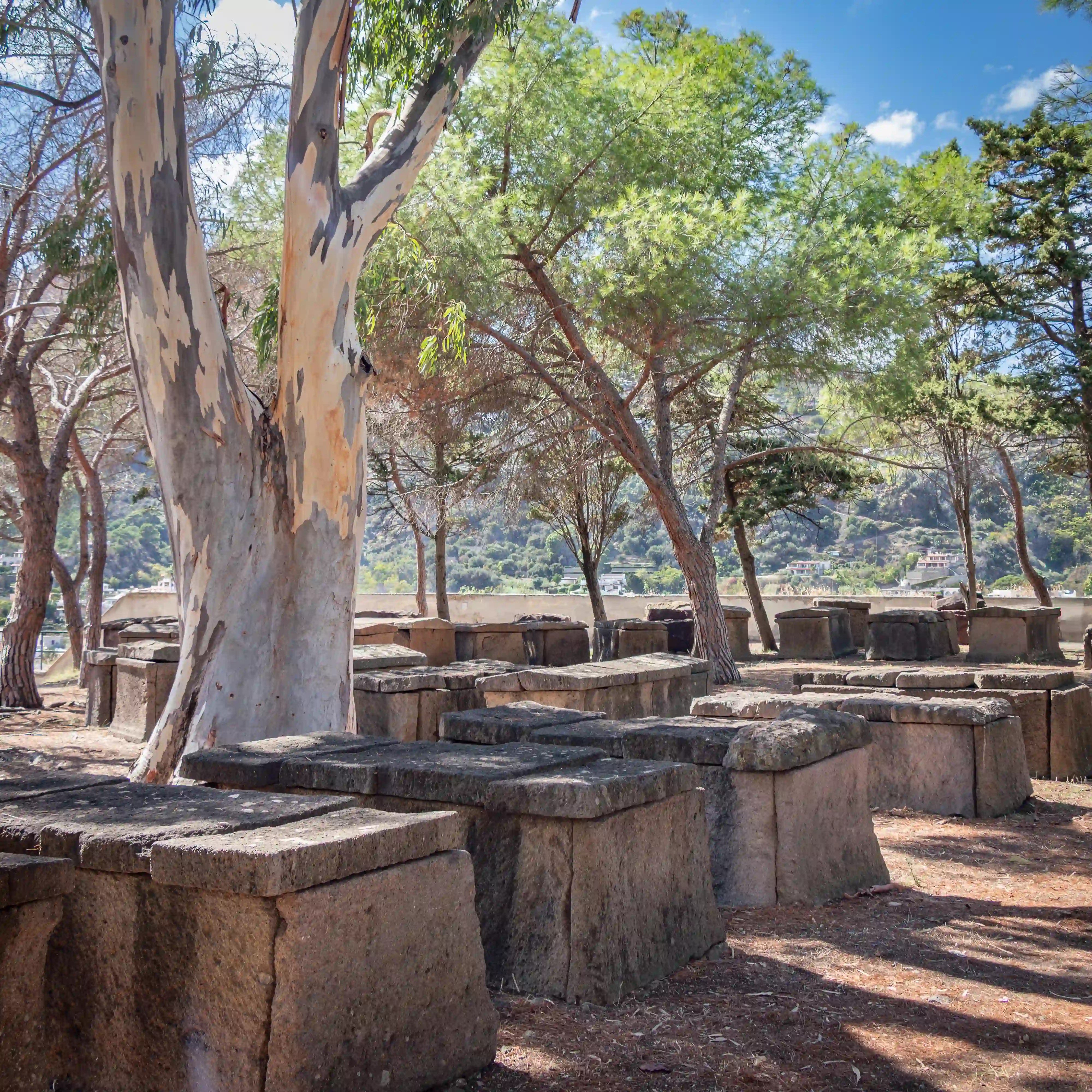 Rectangular stone blocks arranged in rows beneath trees in an archaeological site.