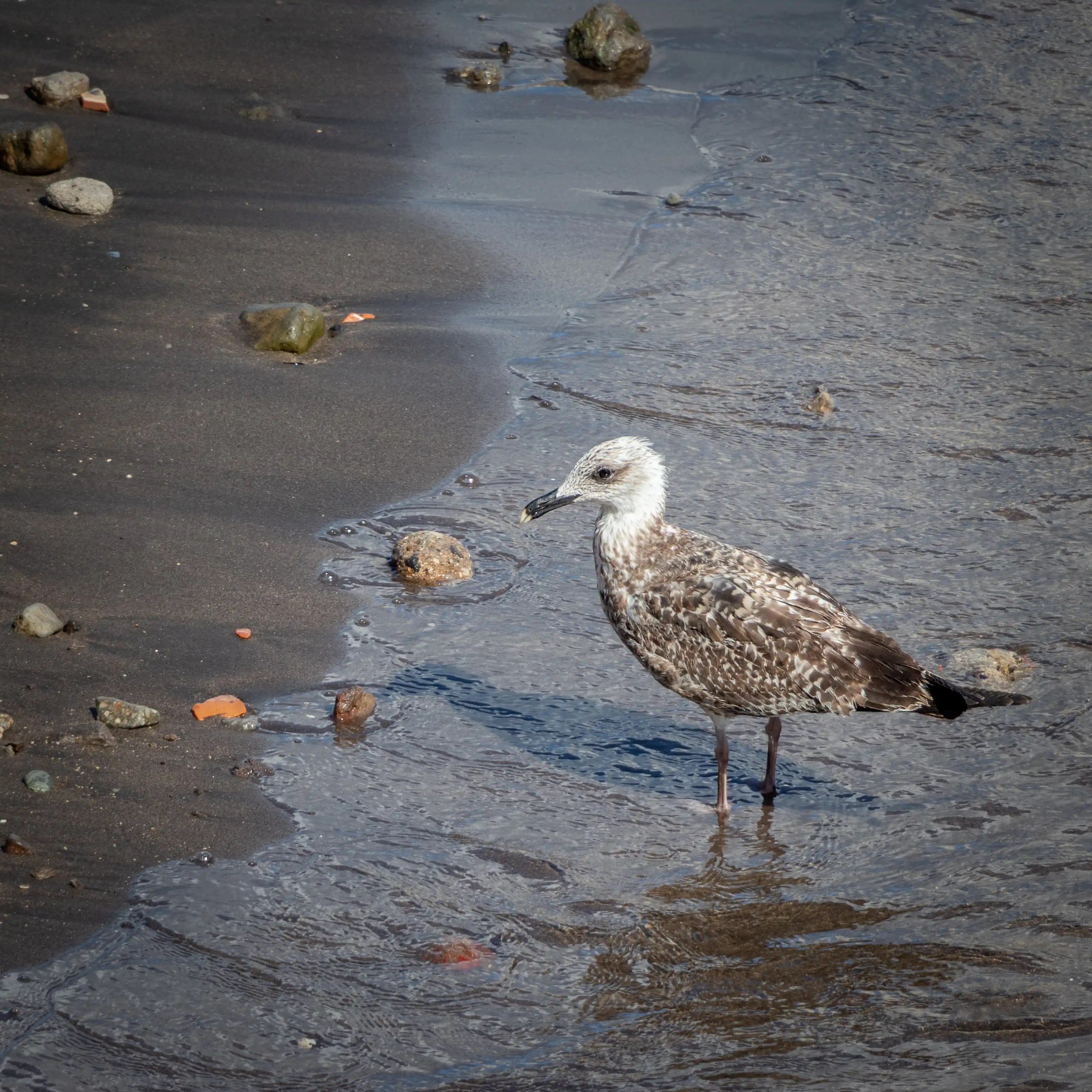 A seagull standing at the edge of shallow water on a dark sandy shoreline with scattered rocks.
