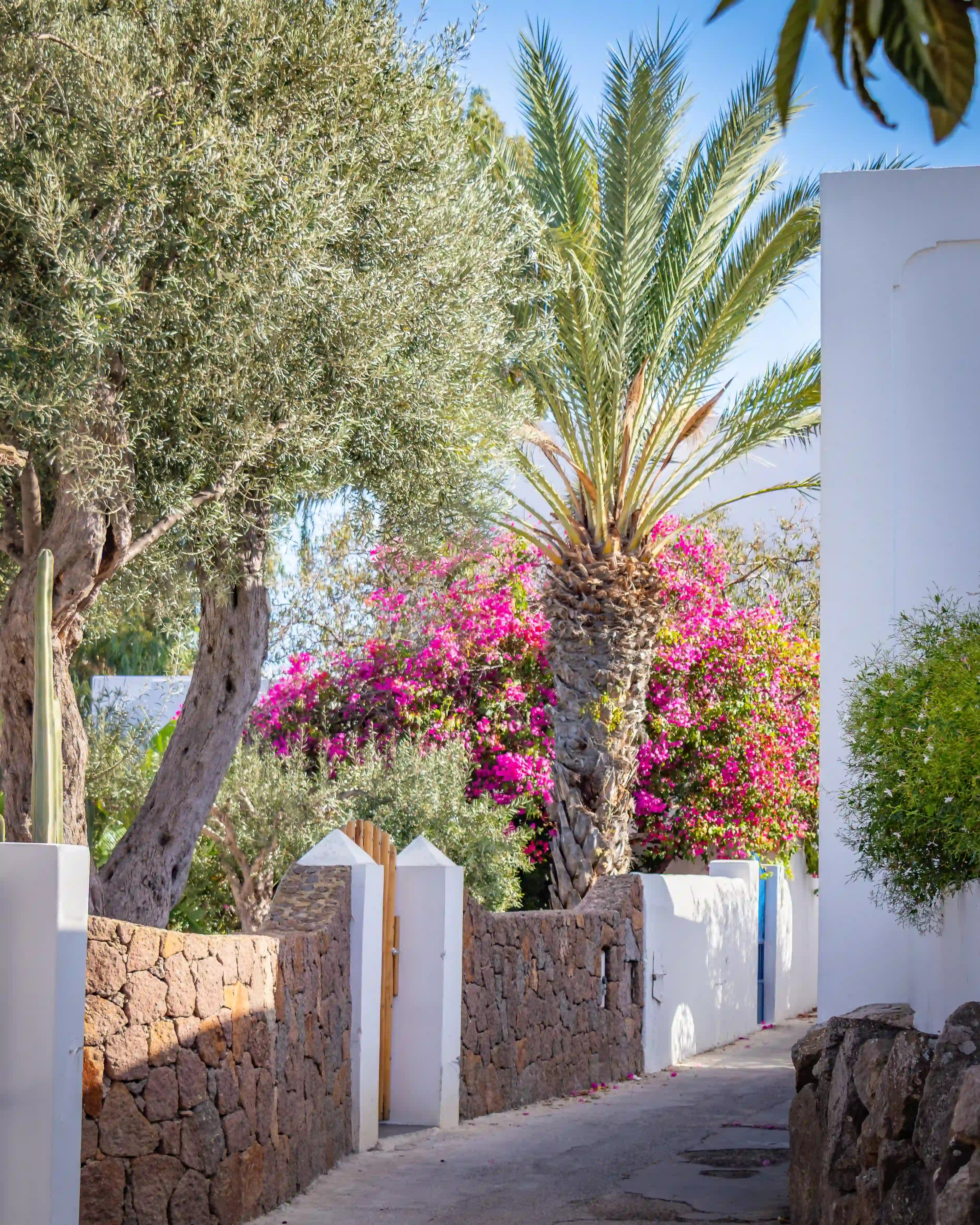 A narrow lane bordered by stone walls, palm trees, and bright pink flowering plants.