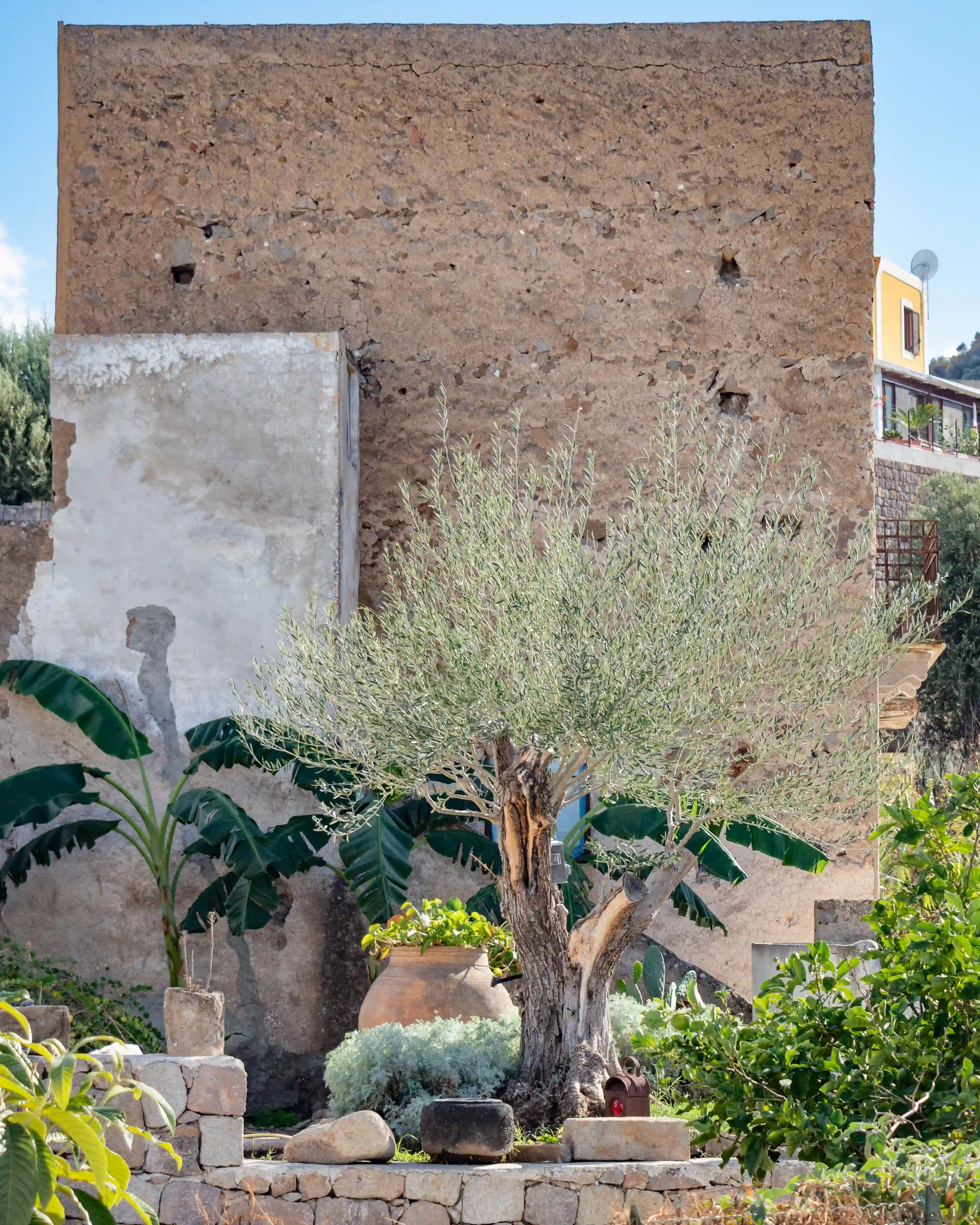 An olive tree growing in front of a rough-textured stone wall with plants and potted greenery around it.