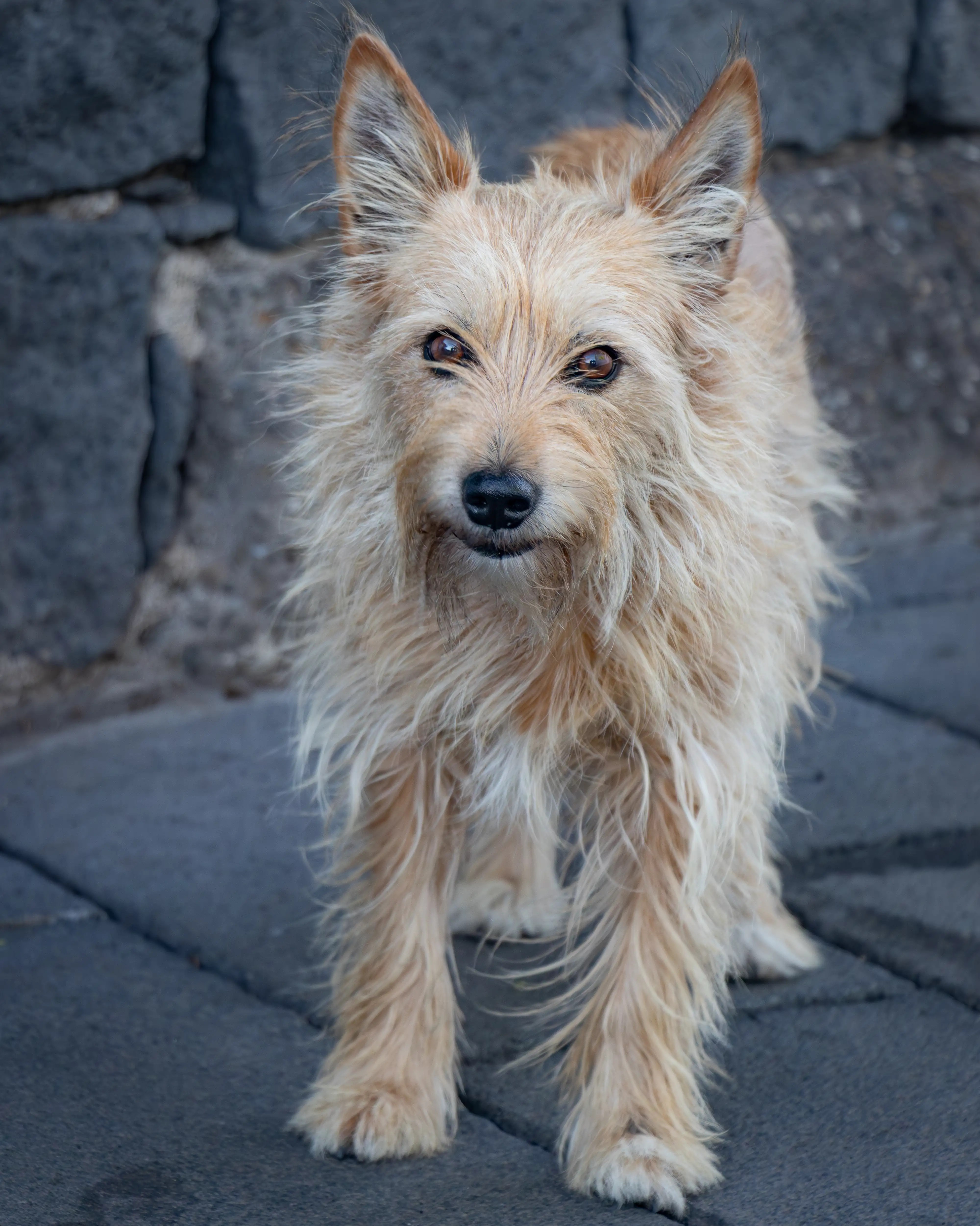 A small tan dog with shaggy fur standing on a paved surface and looking toward the camera.