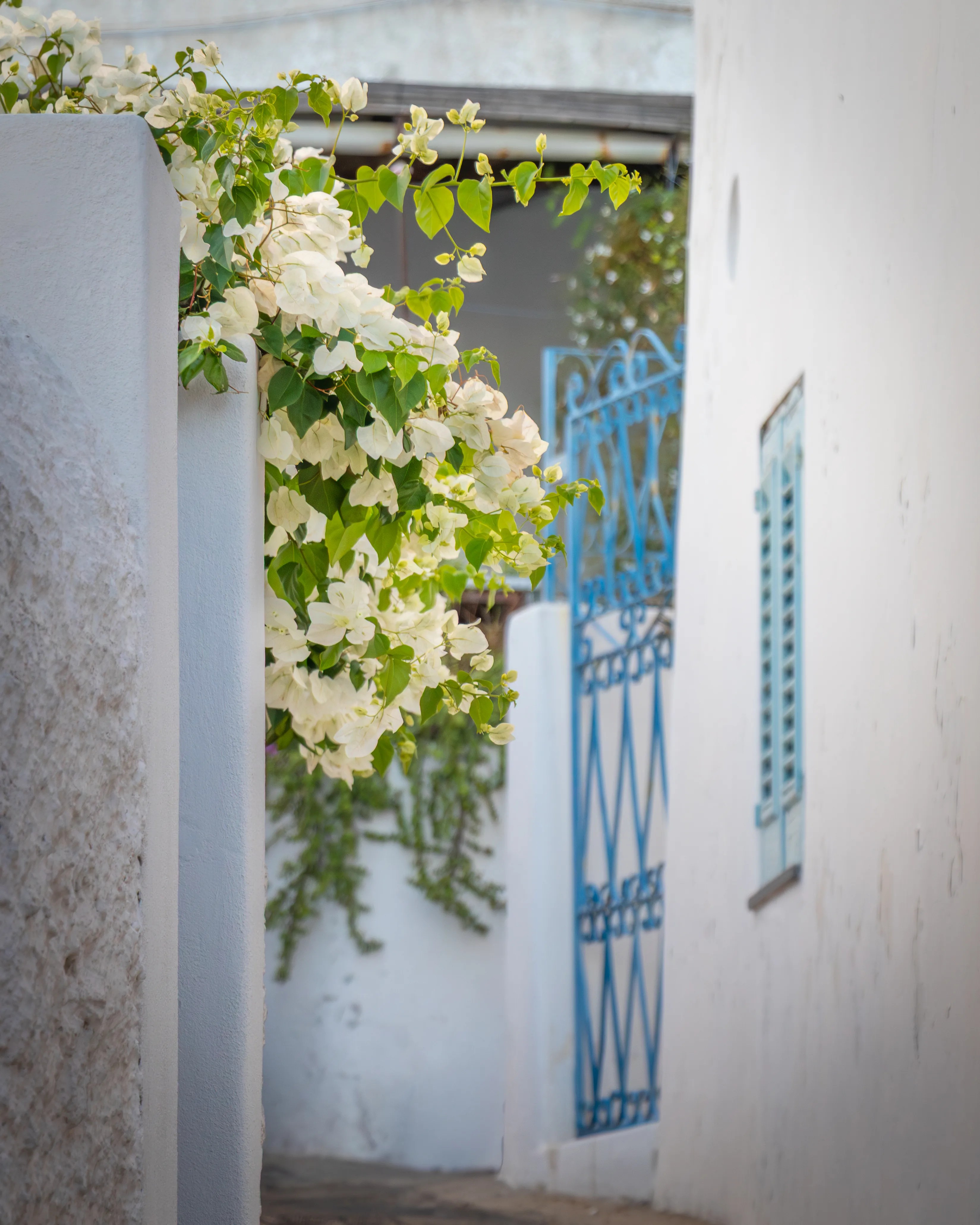 White flowers and green leaves hanging over a white wall beside a blue metal gate.