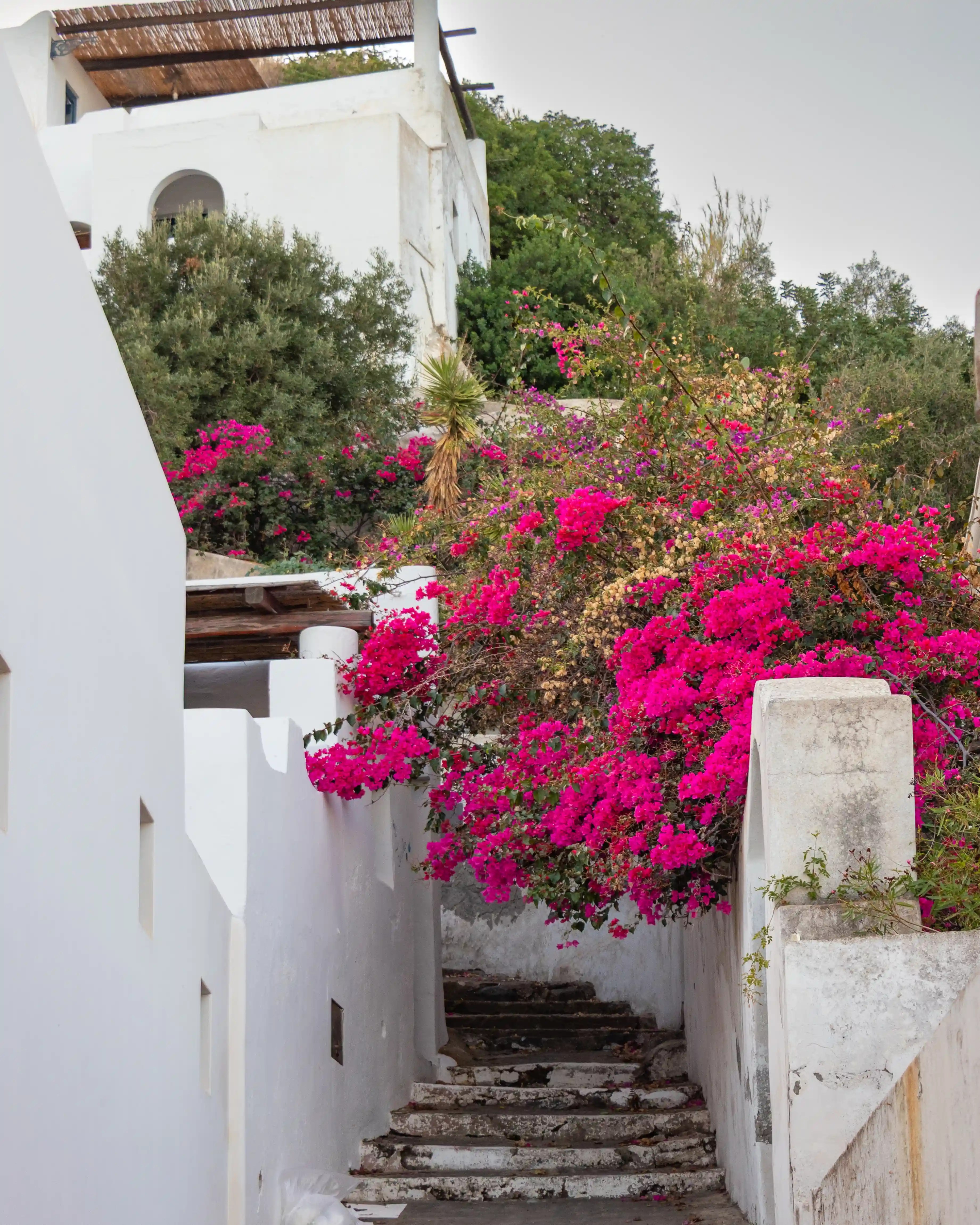 A set of stone steps leading upward between white walls with bright pink flowers above.