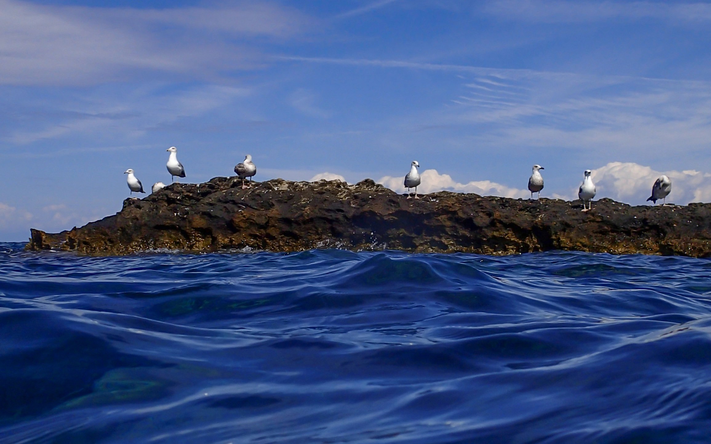 A group of seagulls standing on a low rock surrounded by ocean water.