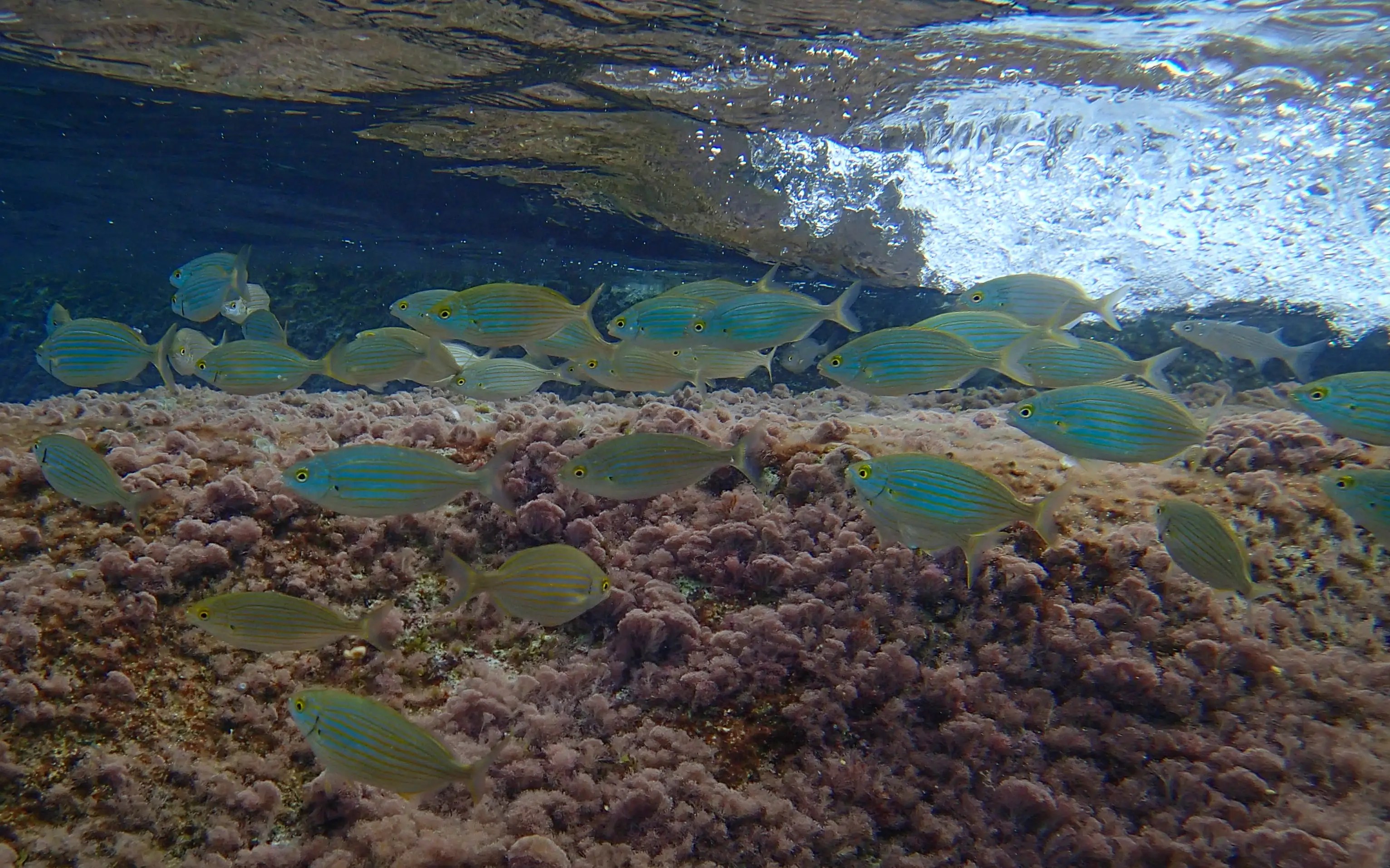 A school of small fish swimming over a rocky seabed covered with algae.