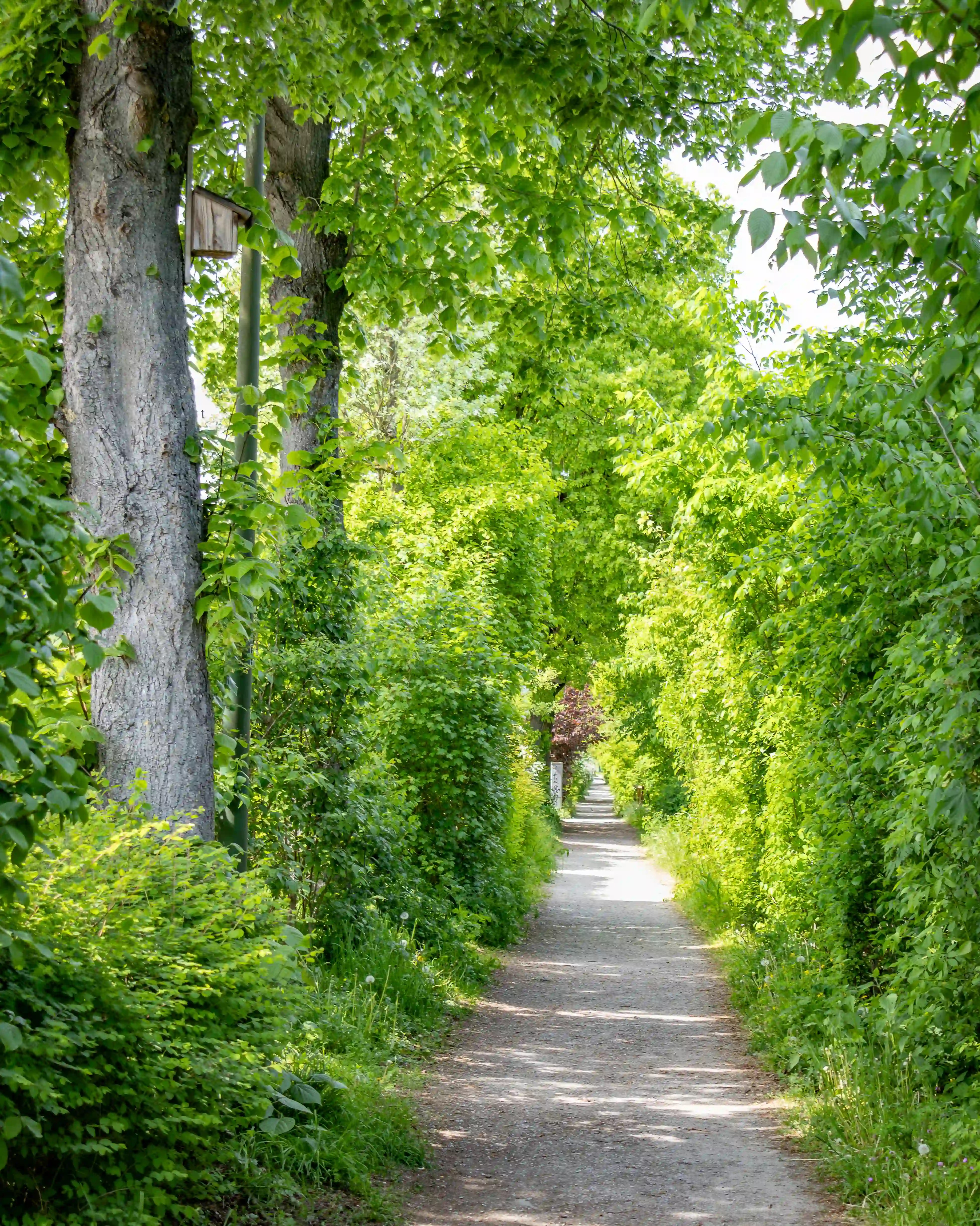 A narrow dirt path runs between dense green trees and bushes in bright daylight.