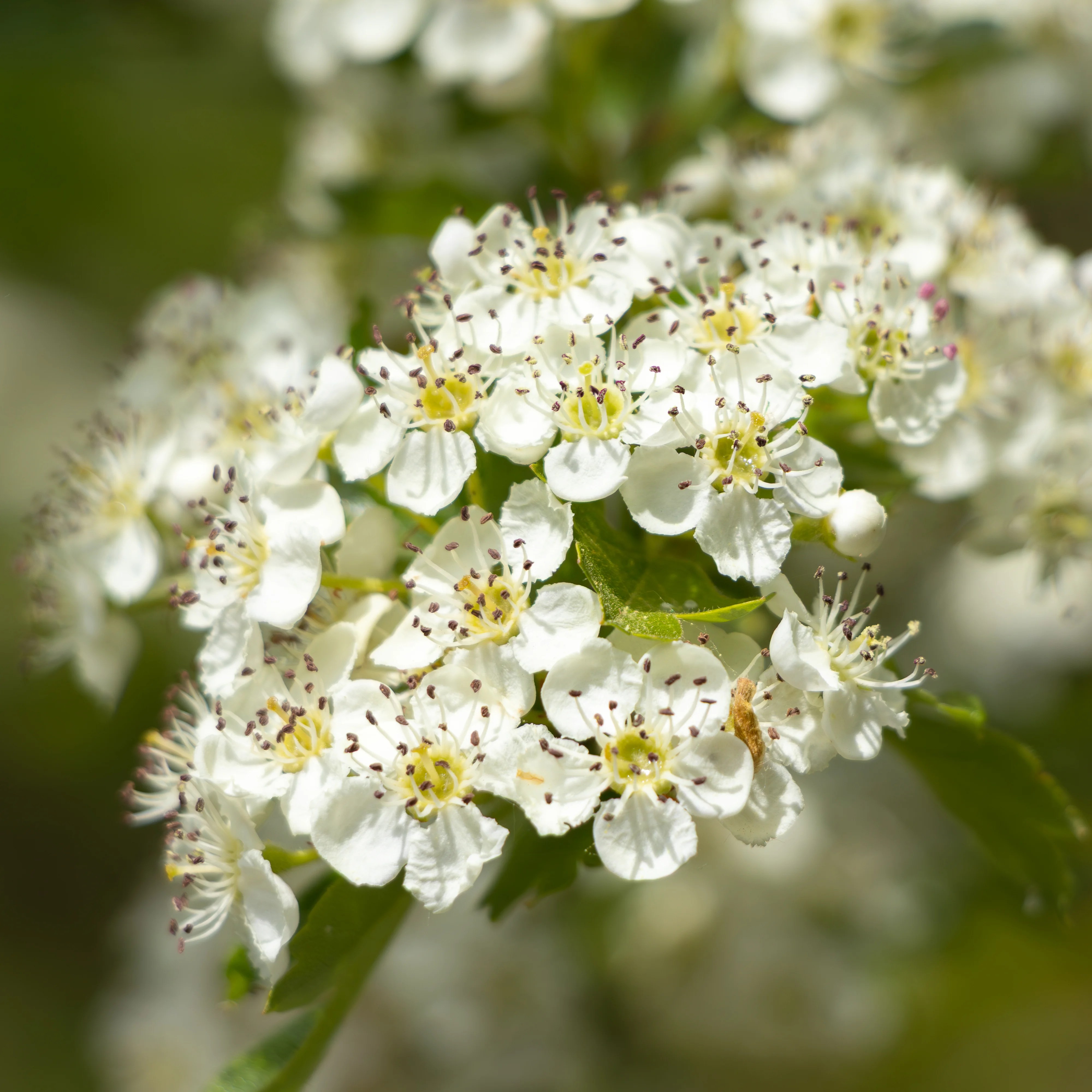Small white blossoms with yellow centers fill the frame against a soft green background.