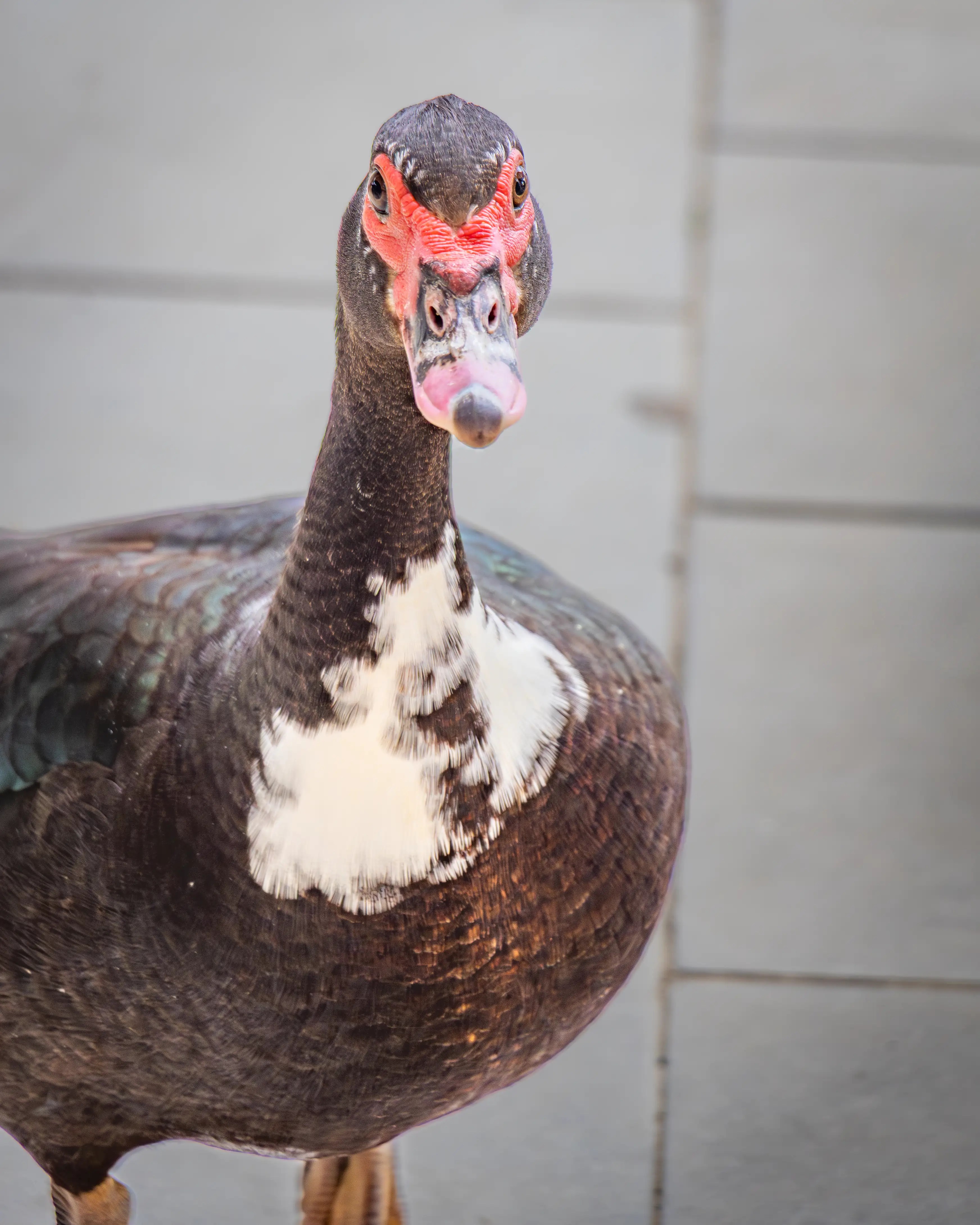 A black-and-white Muscovy duck stands facing the camera near Belshi Lake.