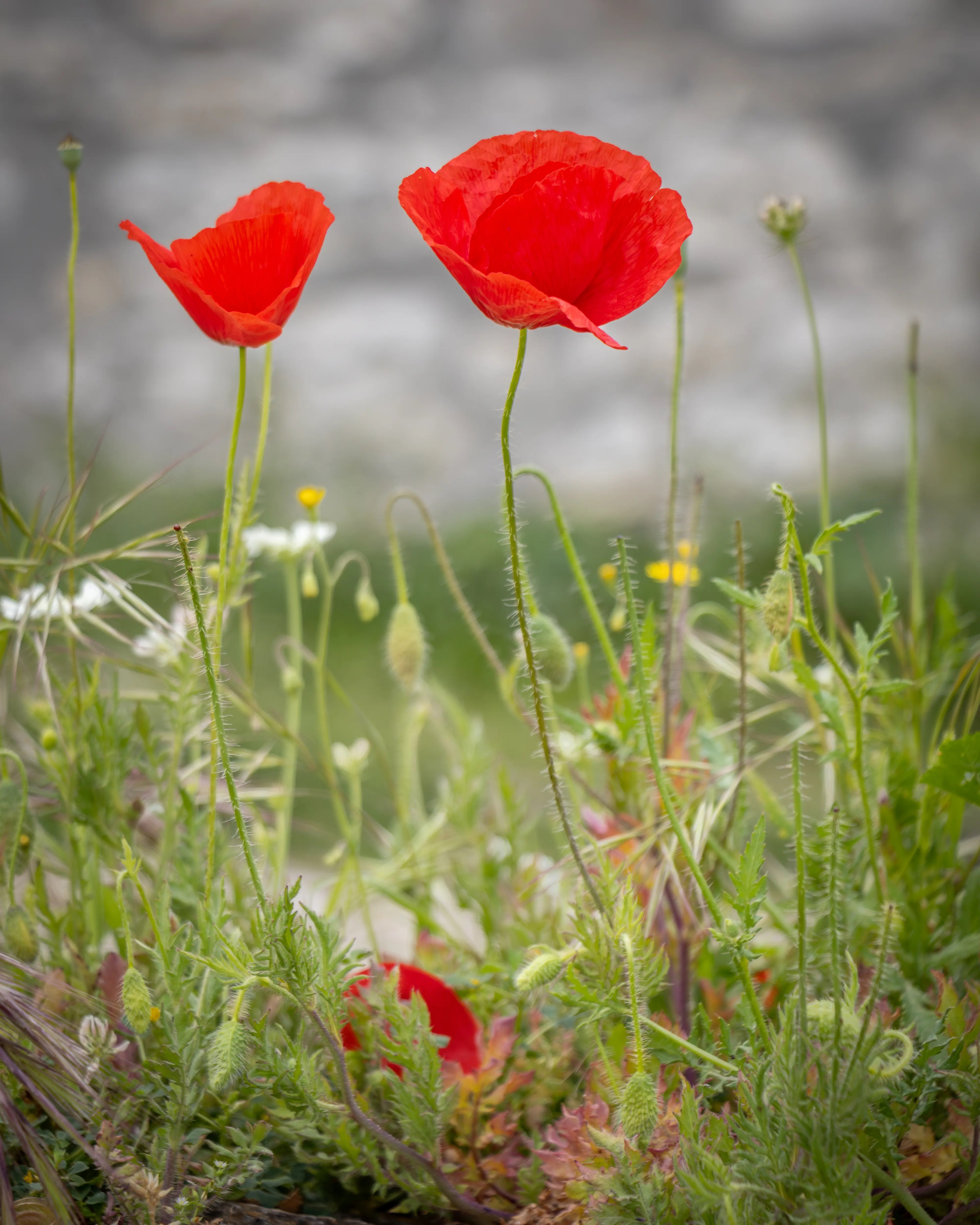Bright red poppies growing among grass and wildflowers inside Berat Castle.