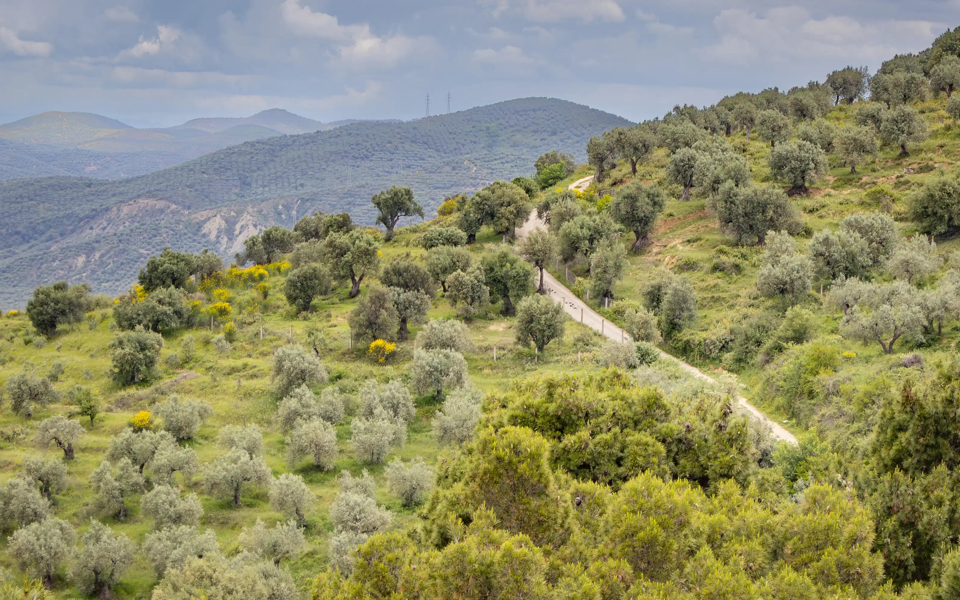 Olive groves covering the hillsides surrounding Berat Castle.