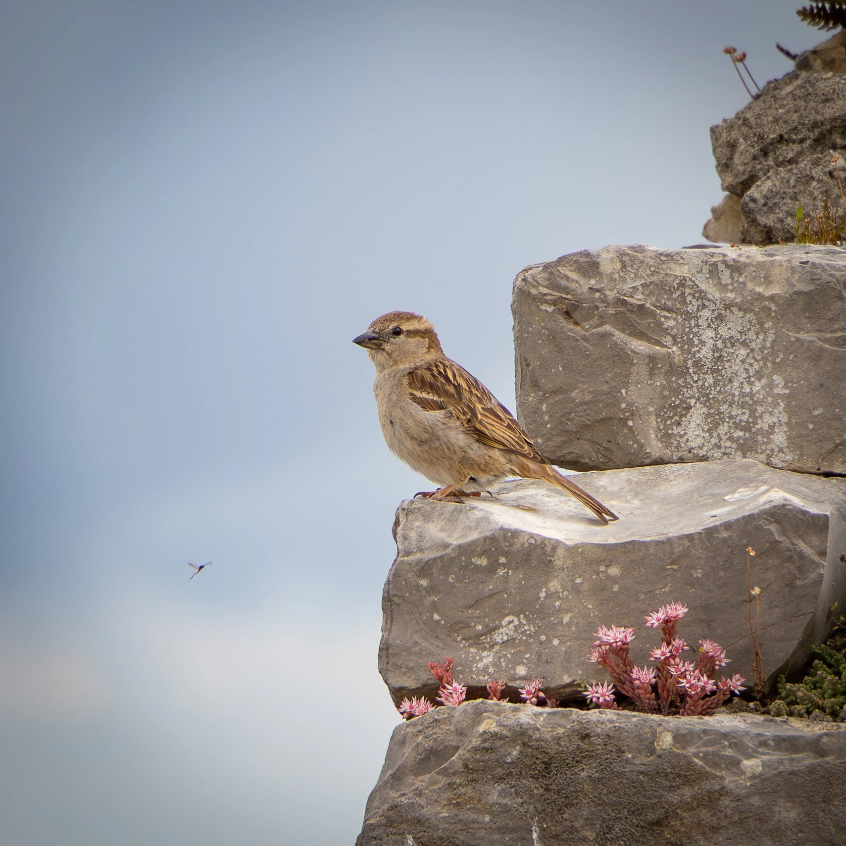 Small sparrow perched on stone blocks along the walls of Berat Castle.