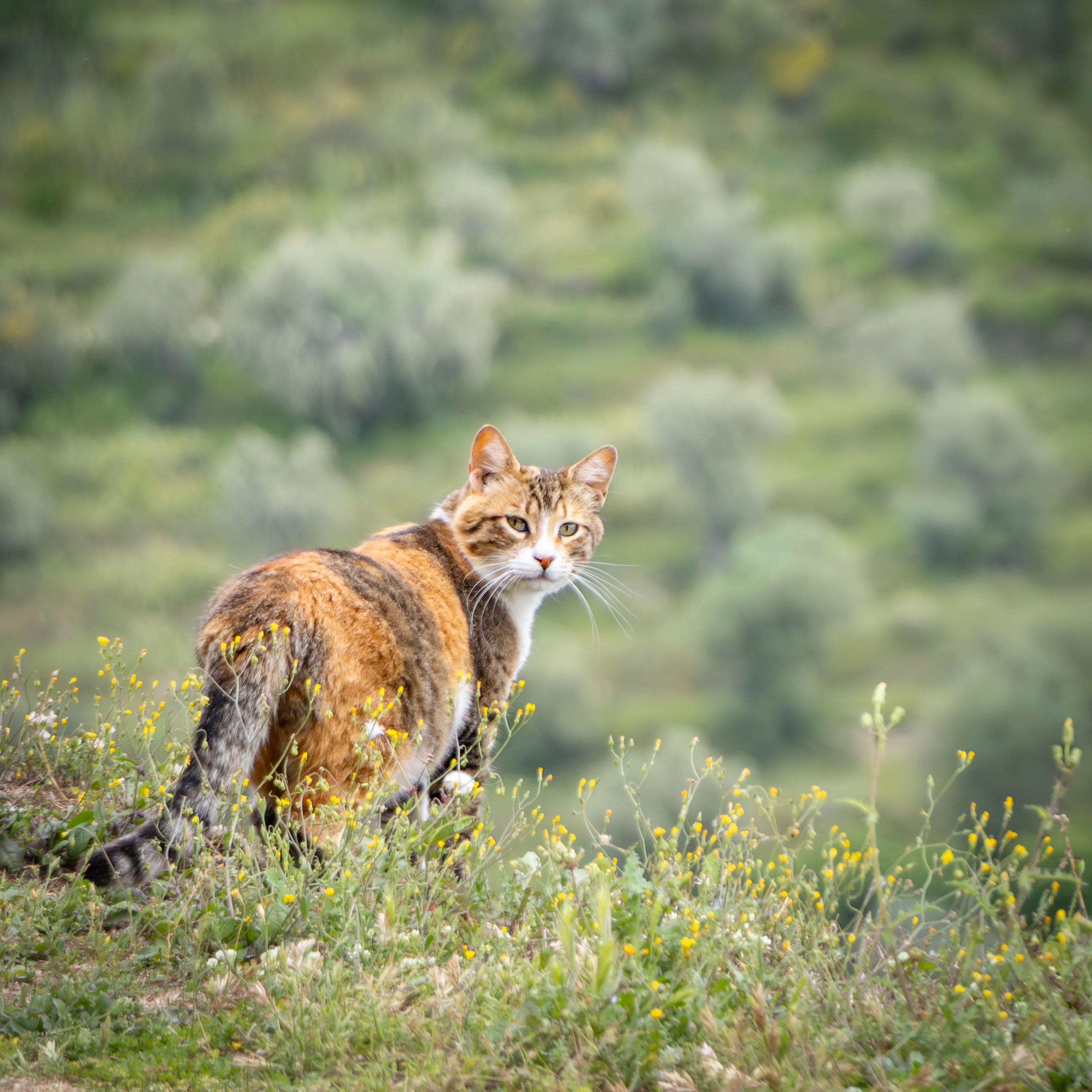 A calico cat sits in wildflowers on a hillside inside Berat Castle.